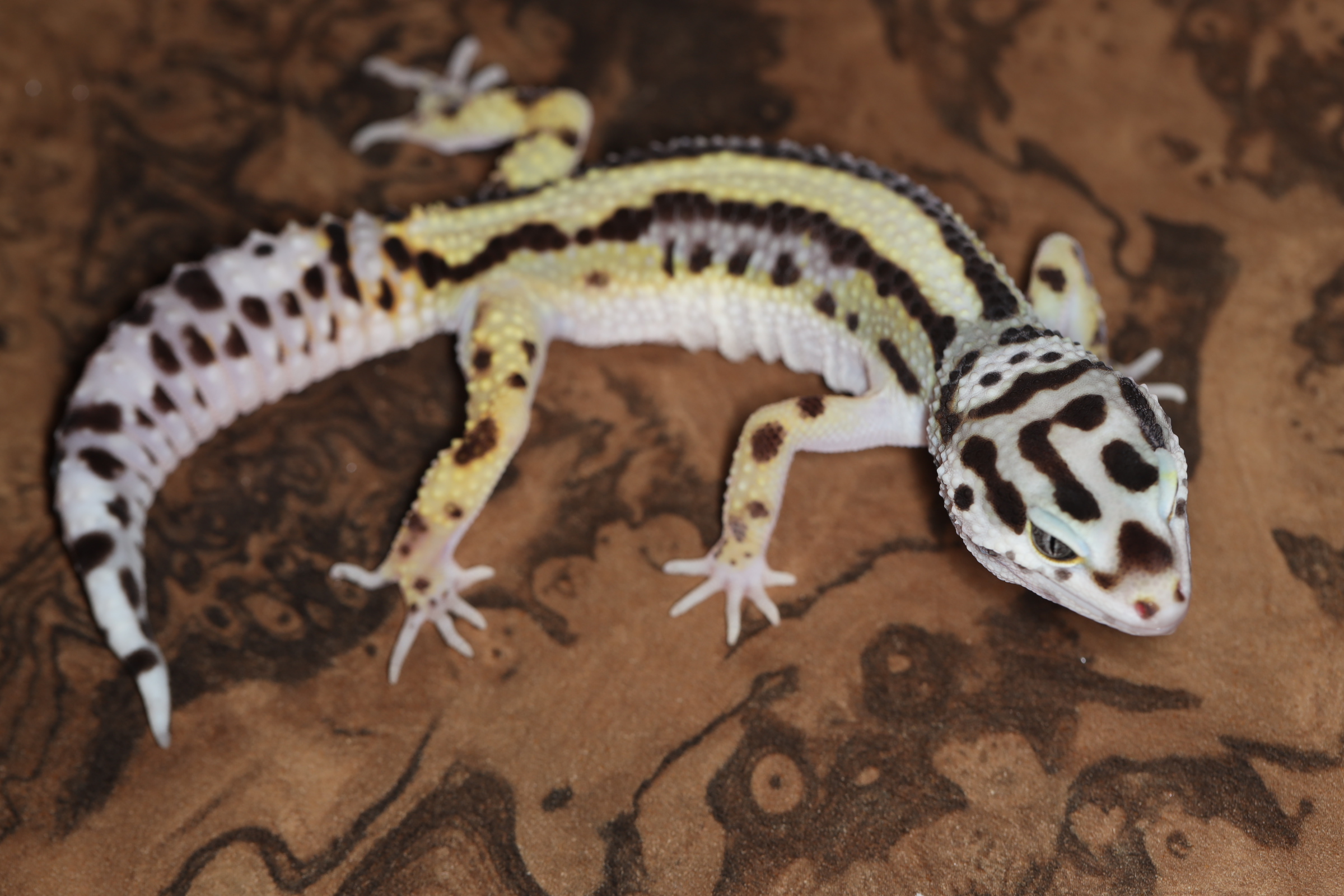 ヒョウモントカゲモドキ バンディット