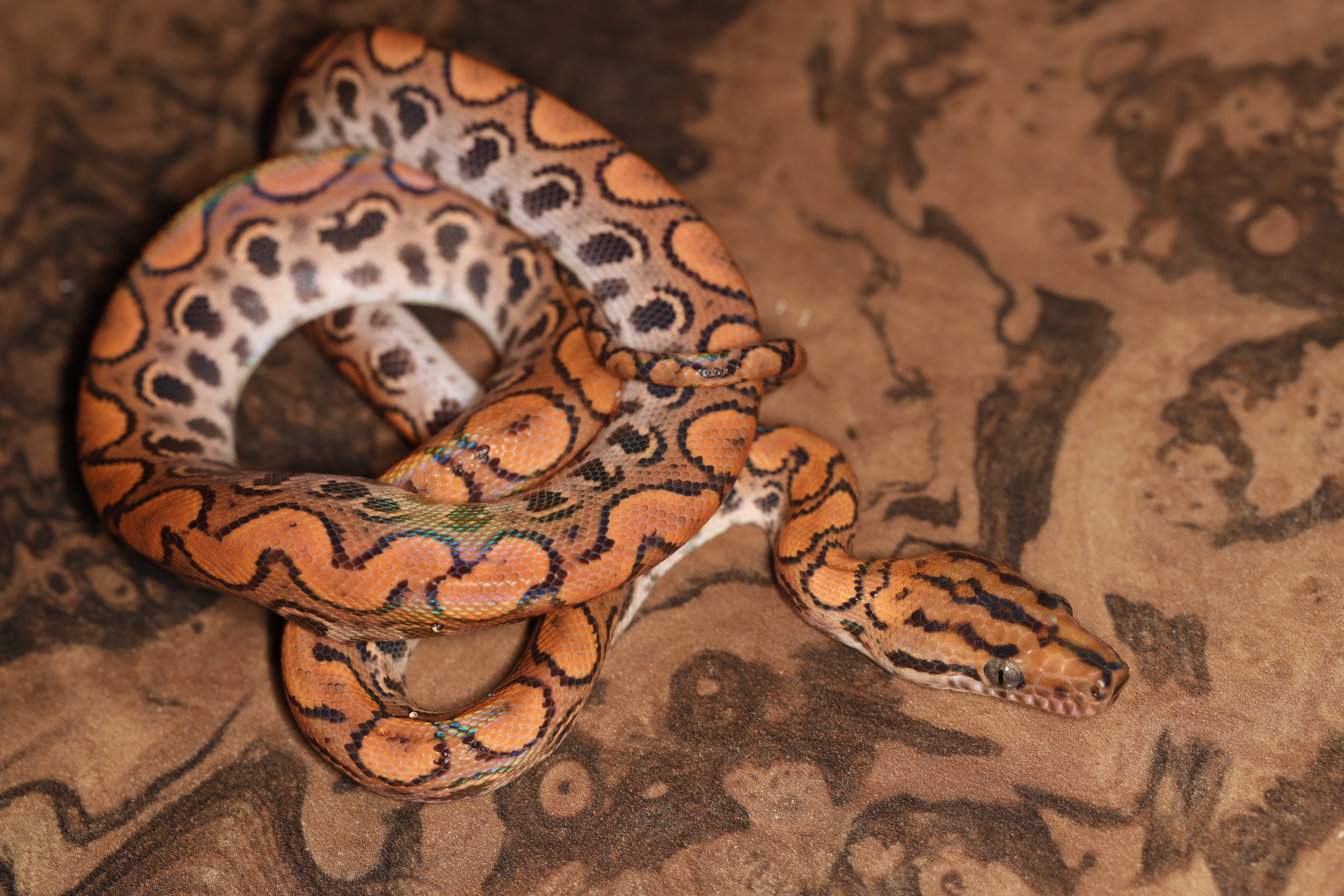 ブラジルレインボーボアhetキャラメル