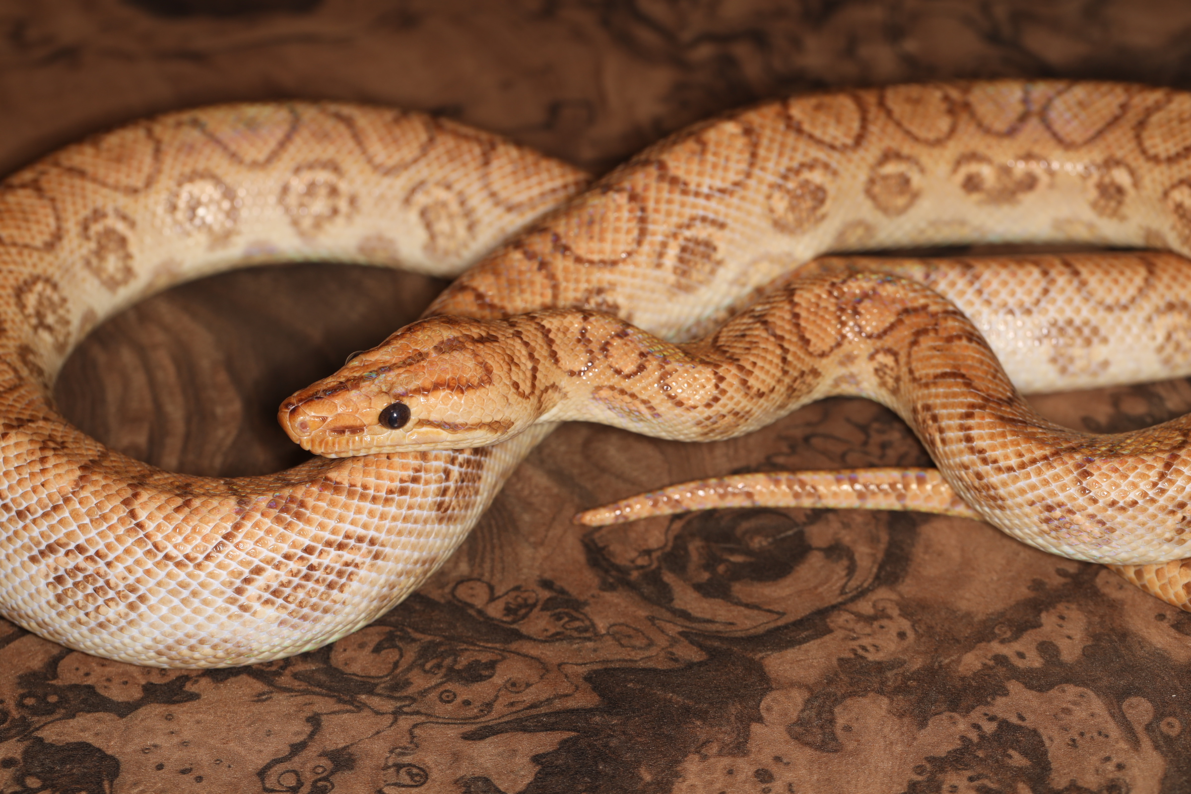 ブラジルレインボーボア ハイポ