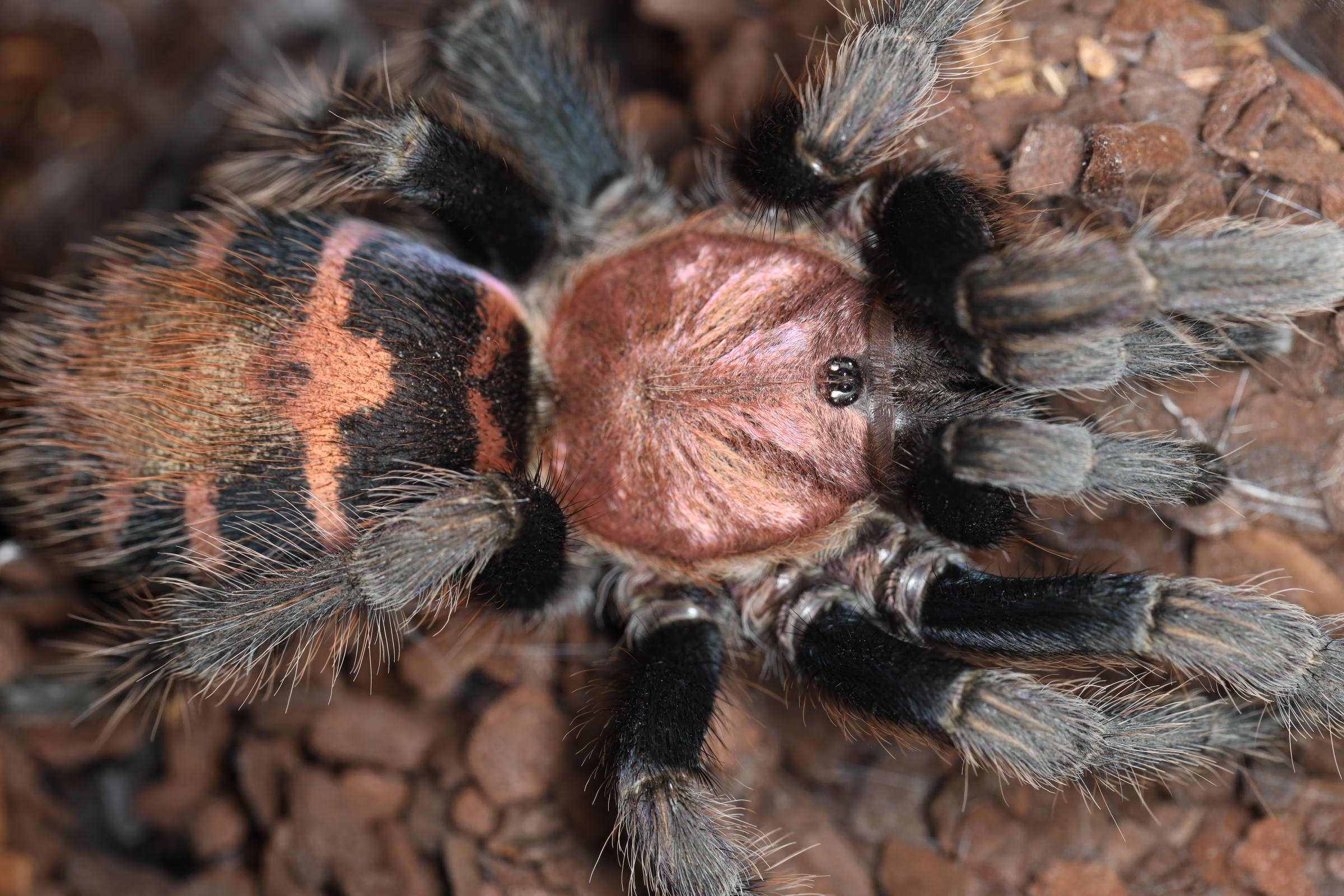 グァテマラタイガーランプタランチュラ