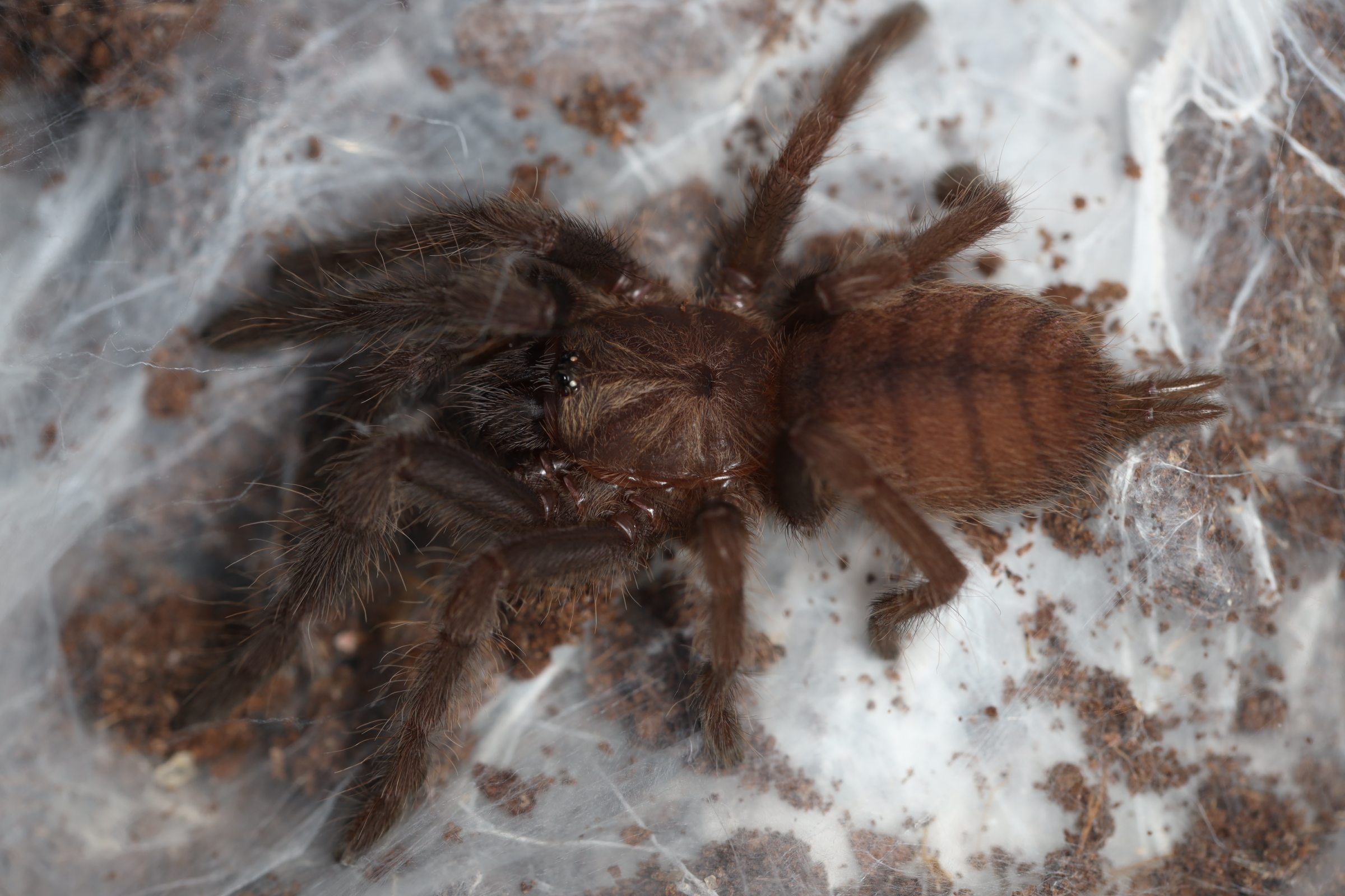 インディアンバイオレット