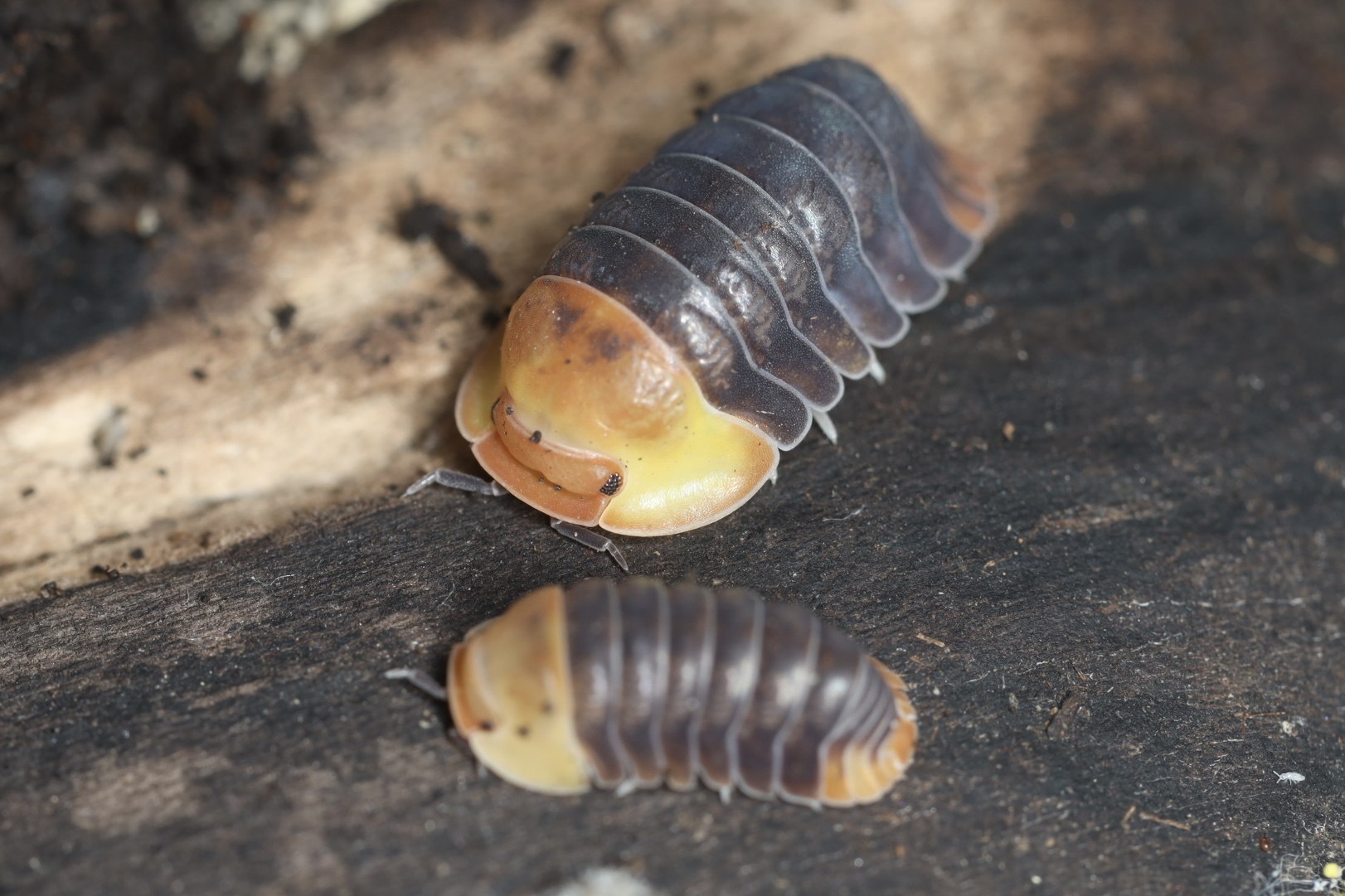 ラバーダッキーダンゴムシ 5匹セット