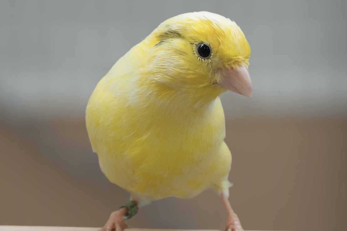 ナキローラーカナリヤ