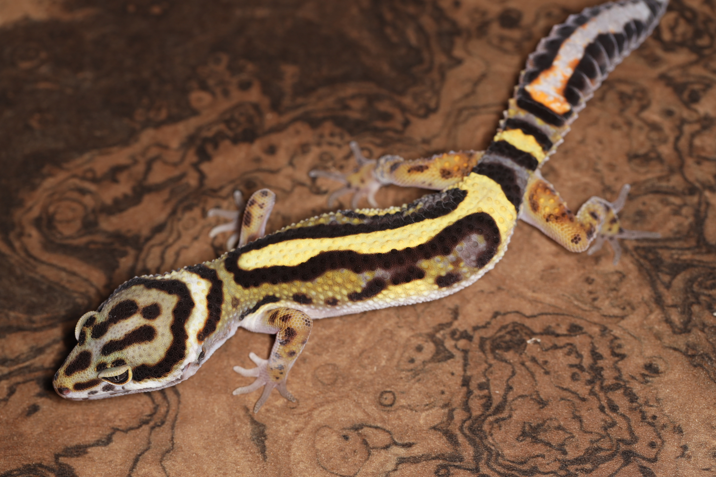 ヒョウモントカゲモドキ ボールドストライプ