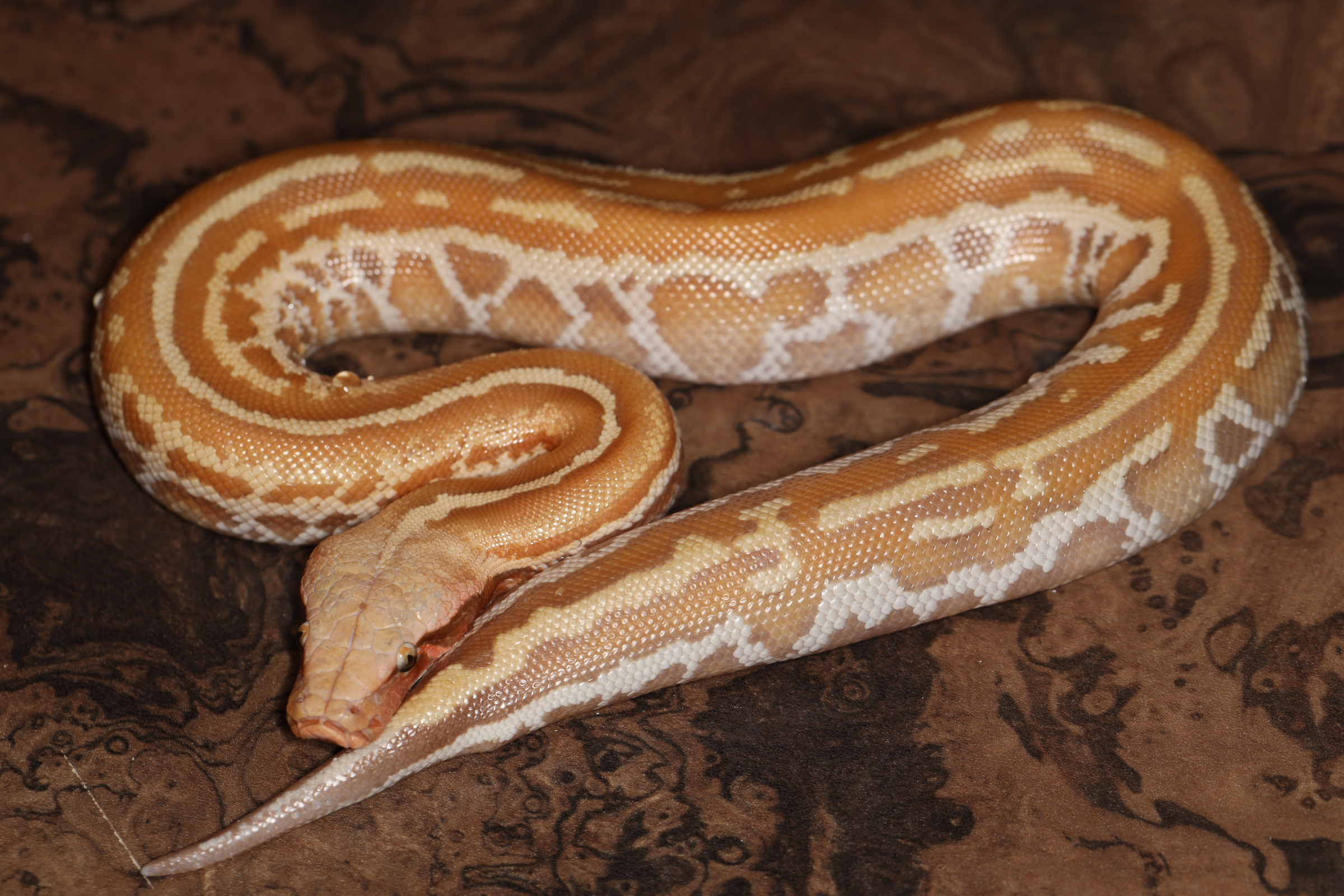 マラヤンブラッドパイソン Tプラスアルビノマトリックス