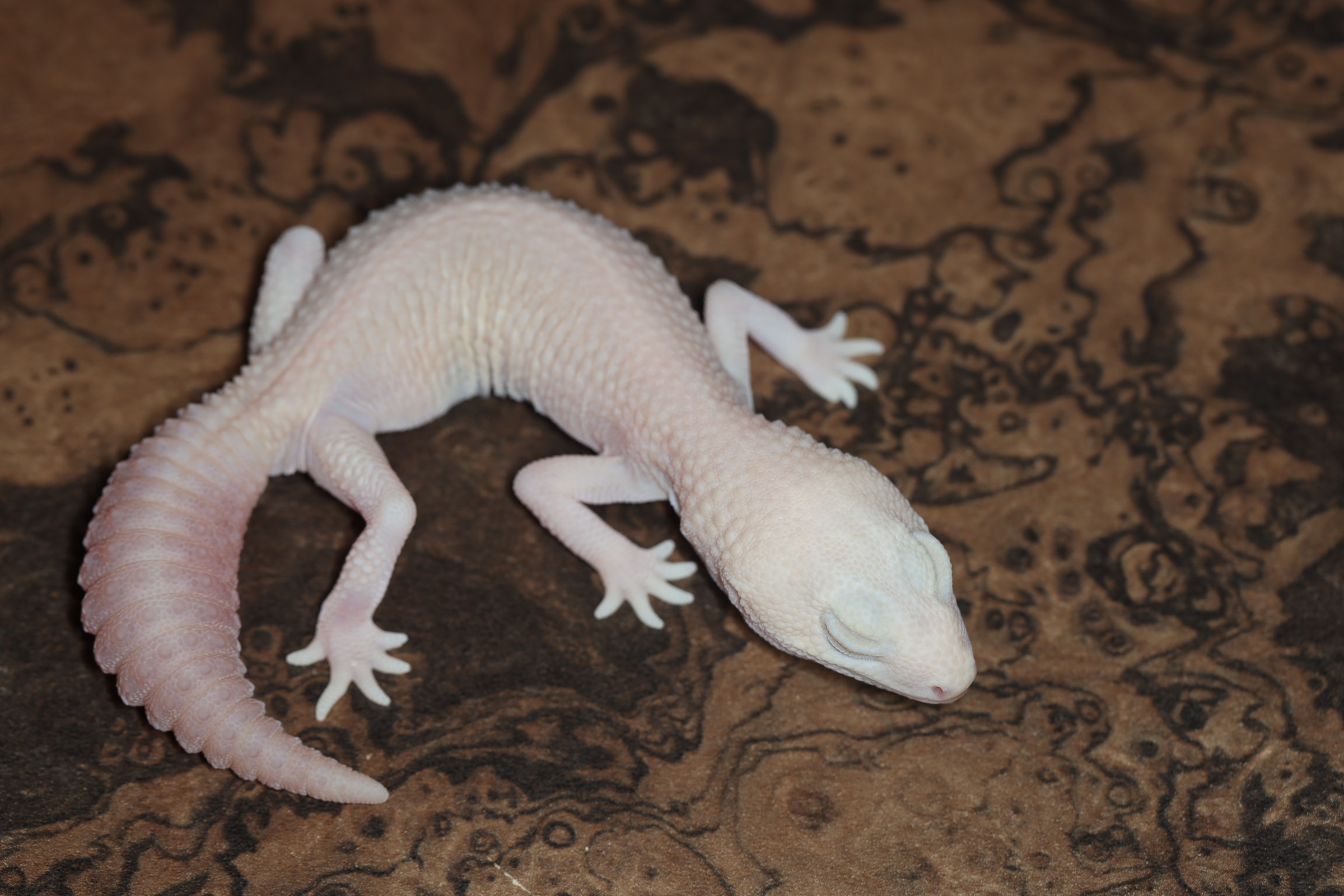 ニシアフリカトカゲモドキ アメラニオレオパタンレス