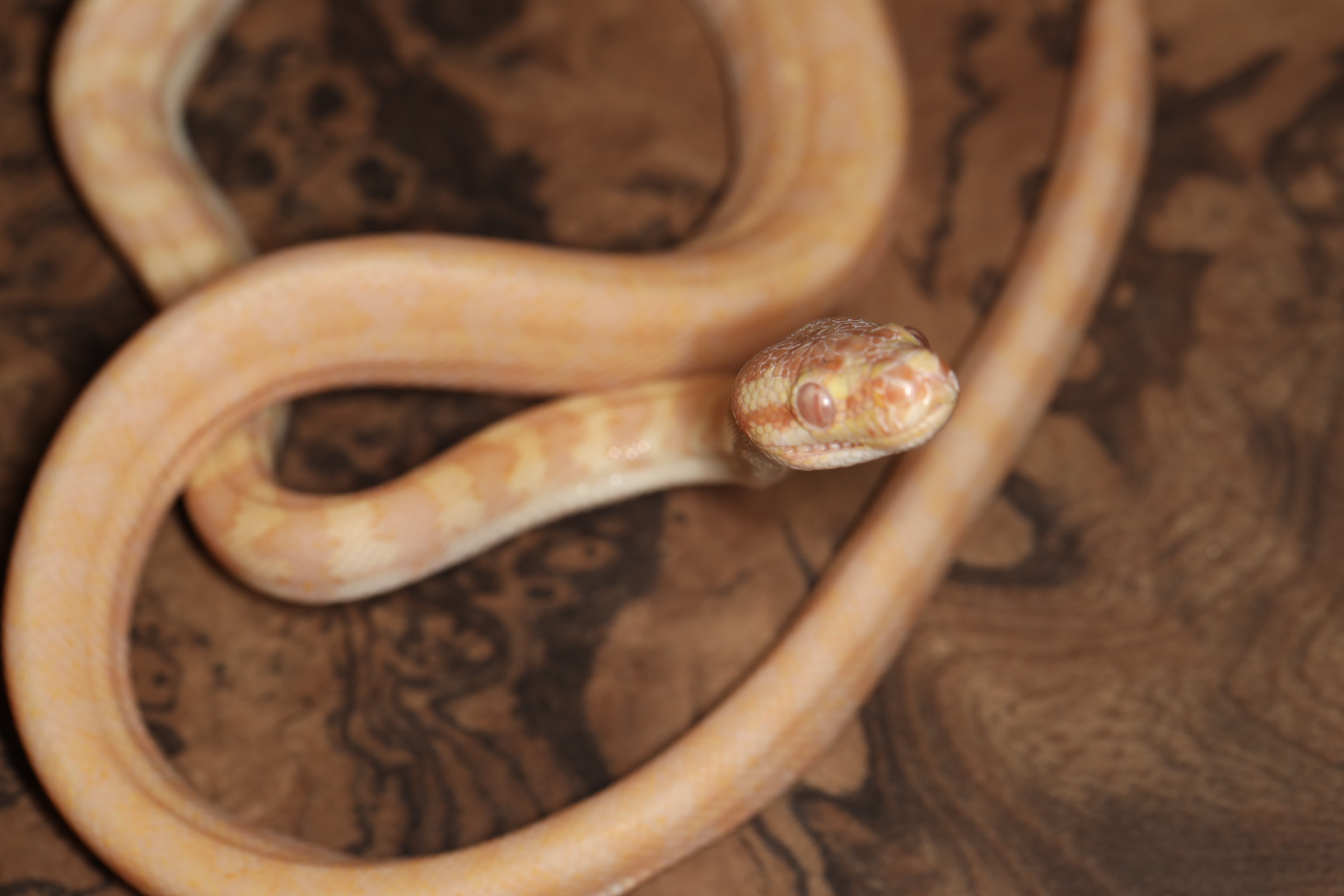 カーペットパイソン アルビノレッドライン