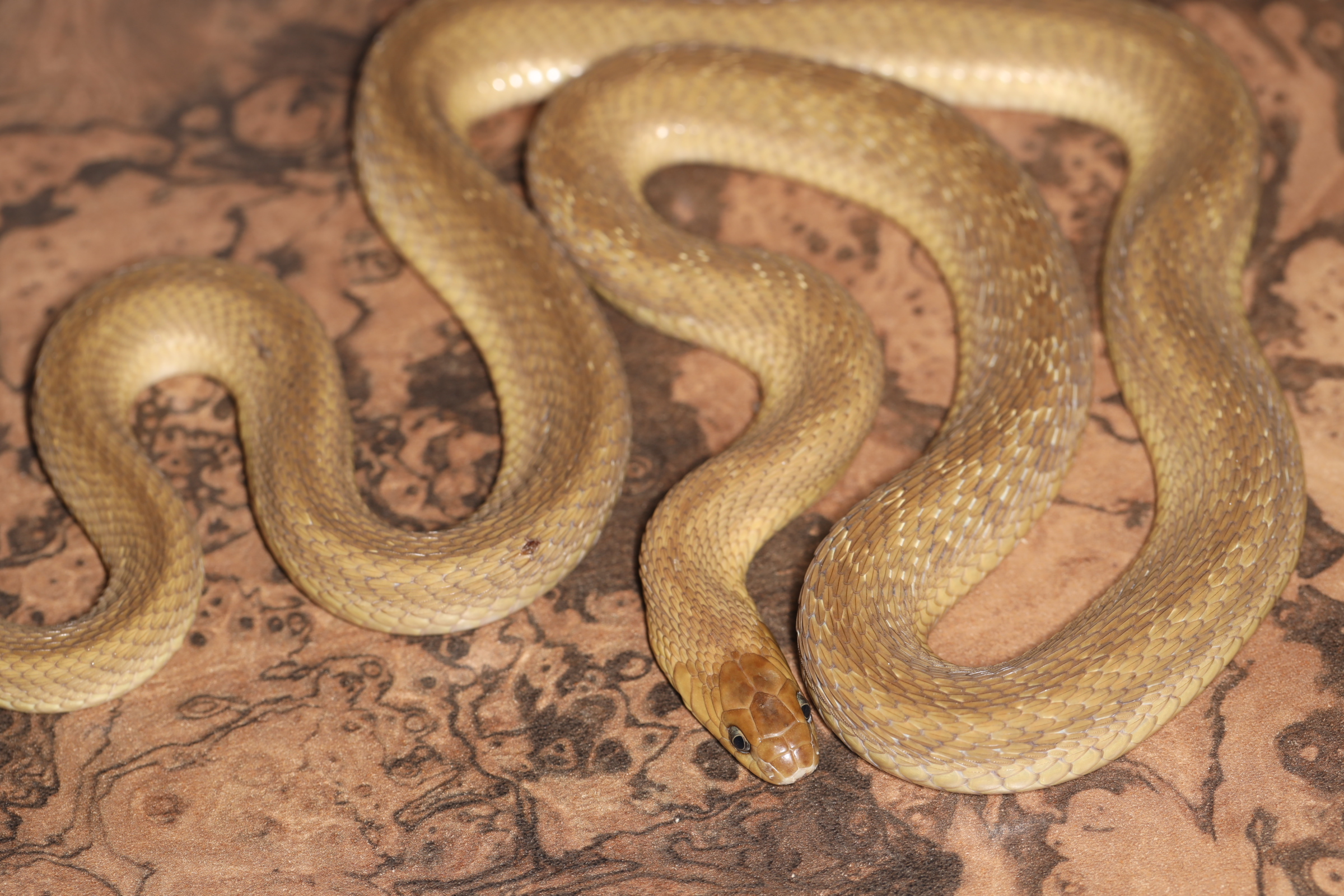 ミドリタマゴヘビ