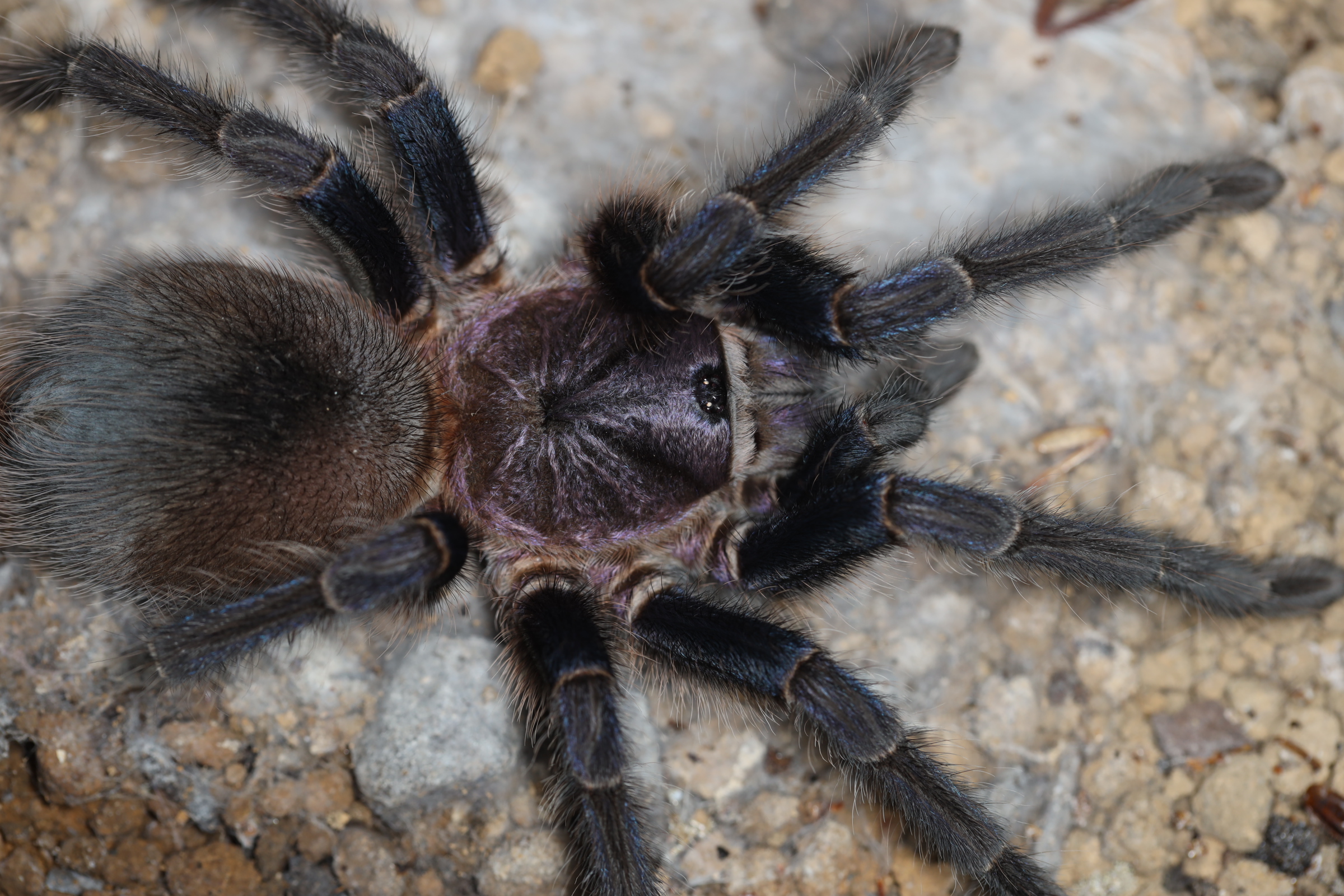 フォルミクトプス ブルーアズール