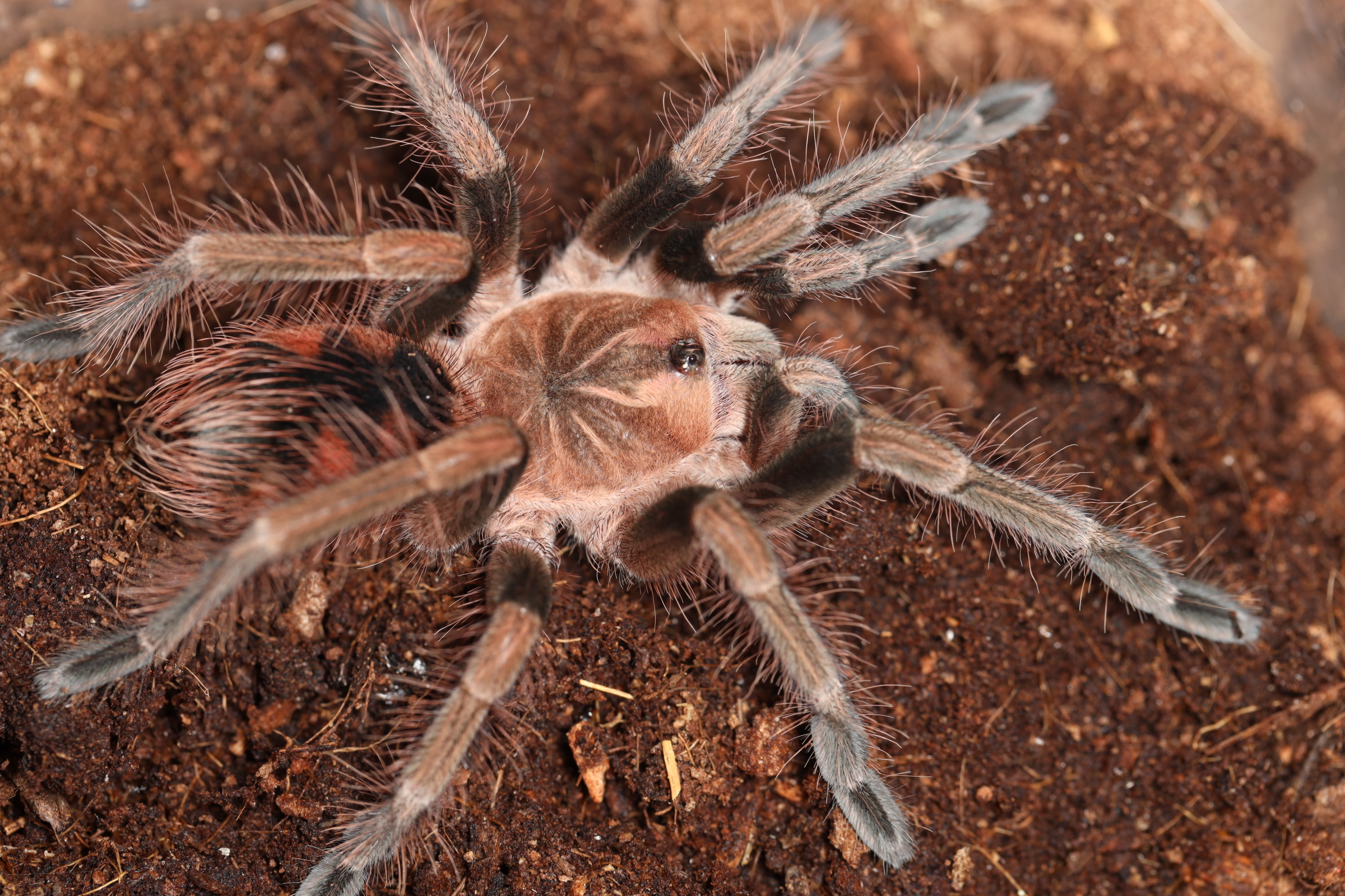 パンフォベテウス sp.マスカラ