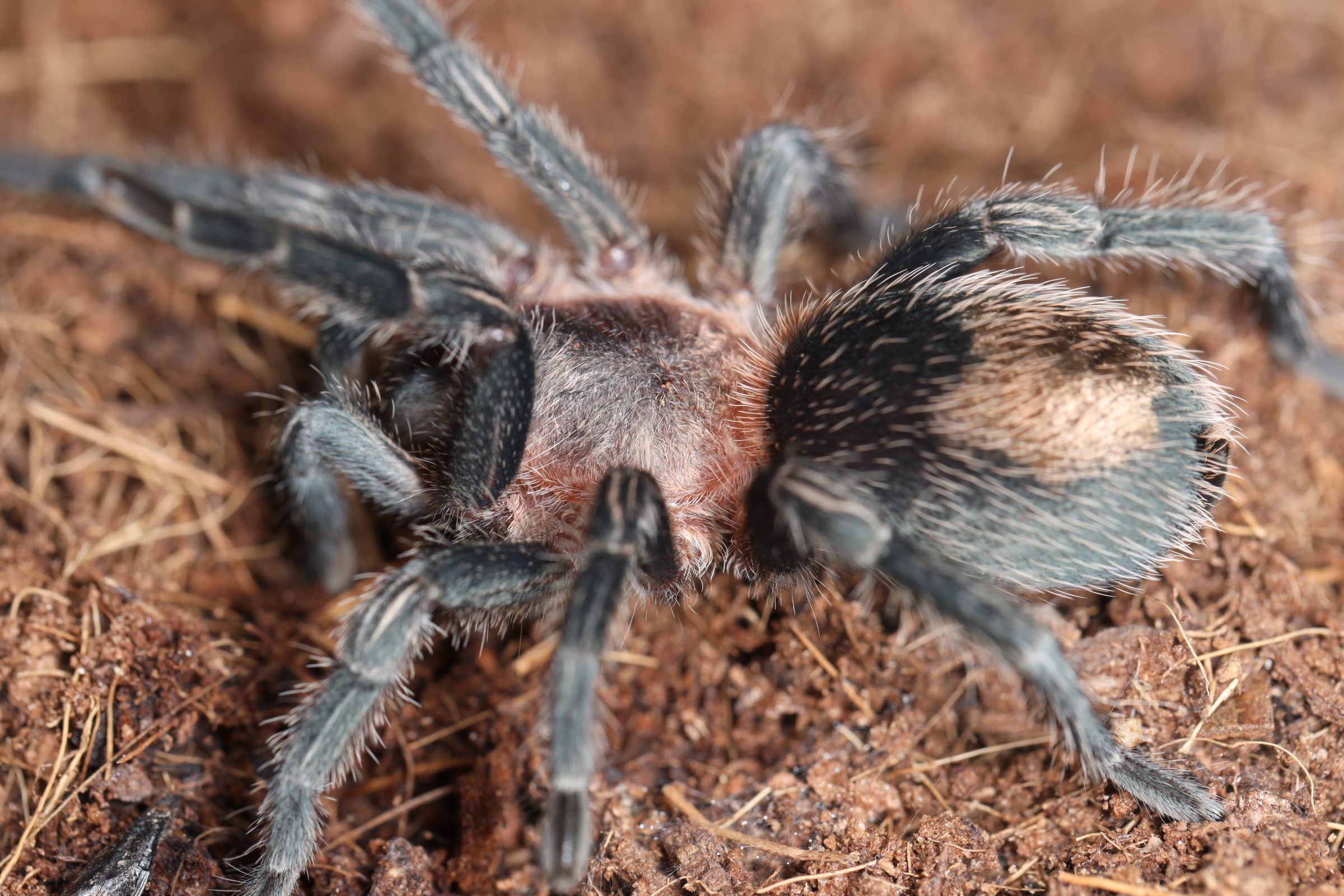 コバルトレッドランプ レッド