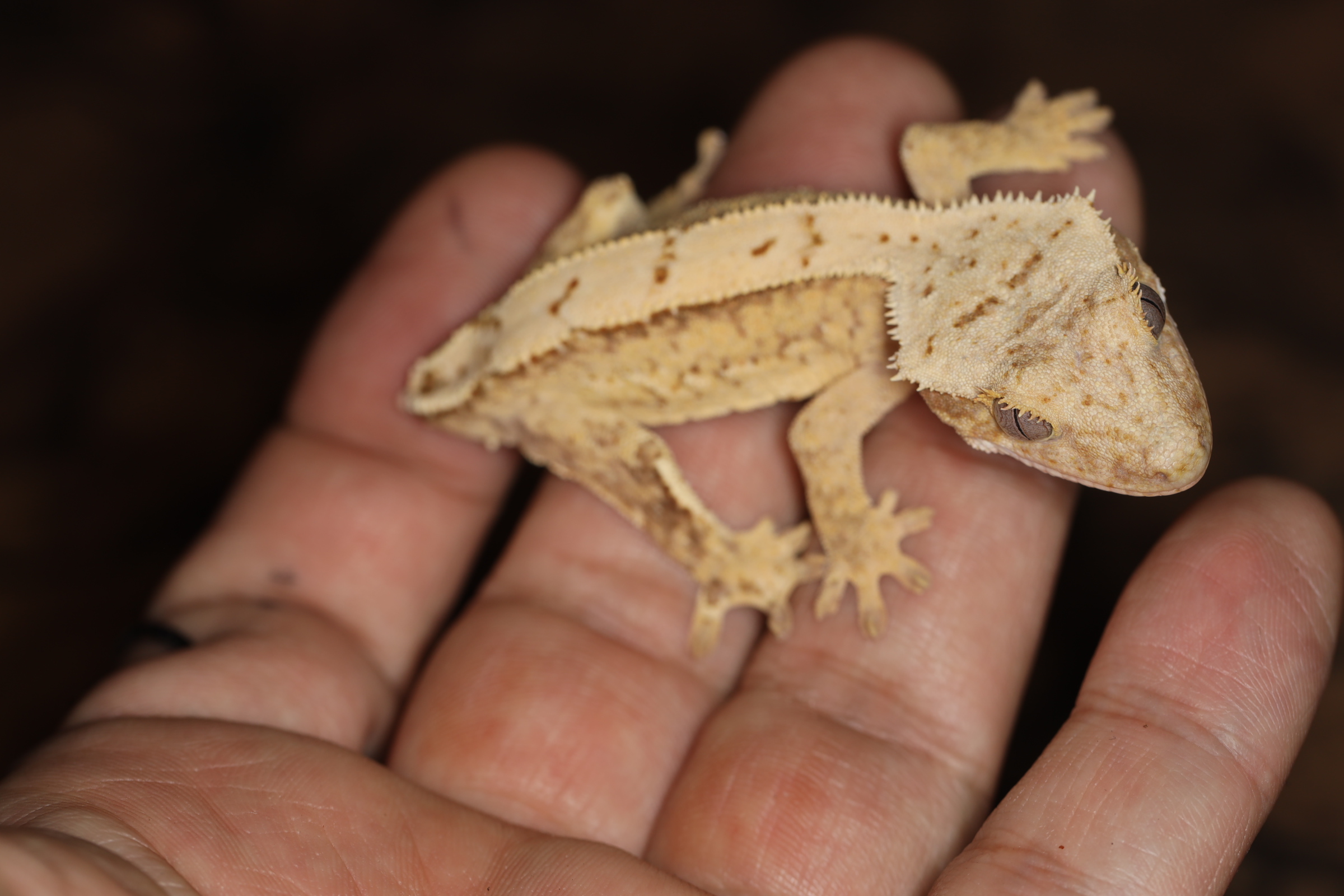 クレステッドゲッコー フルカバ hetアザン