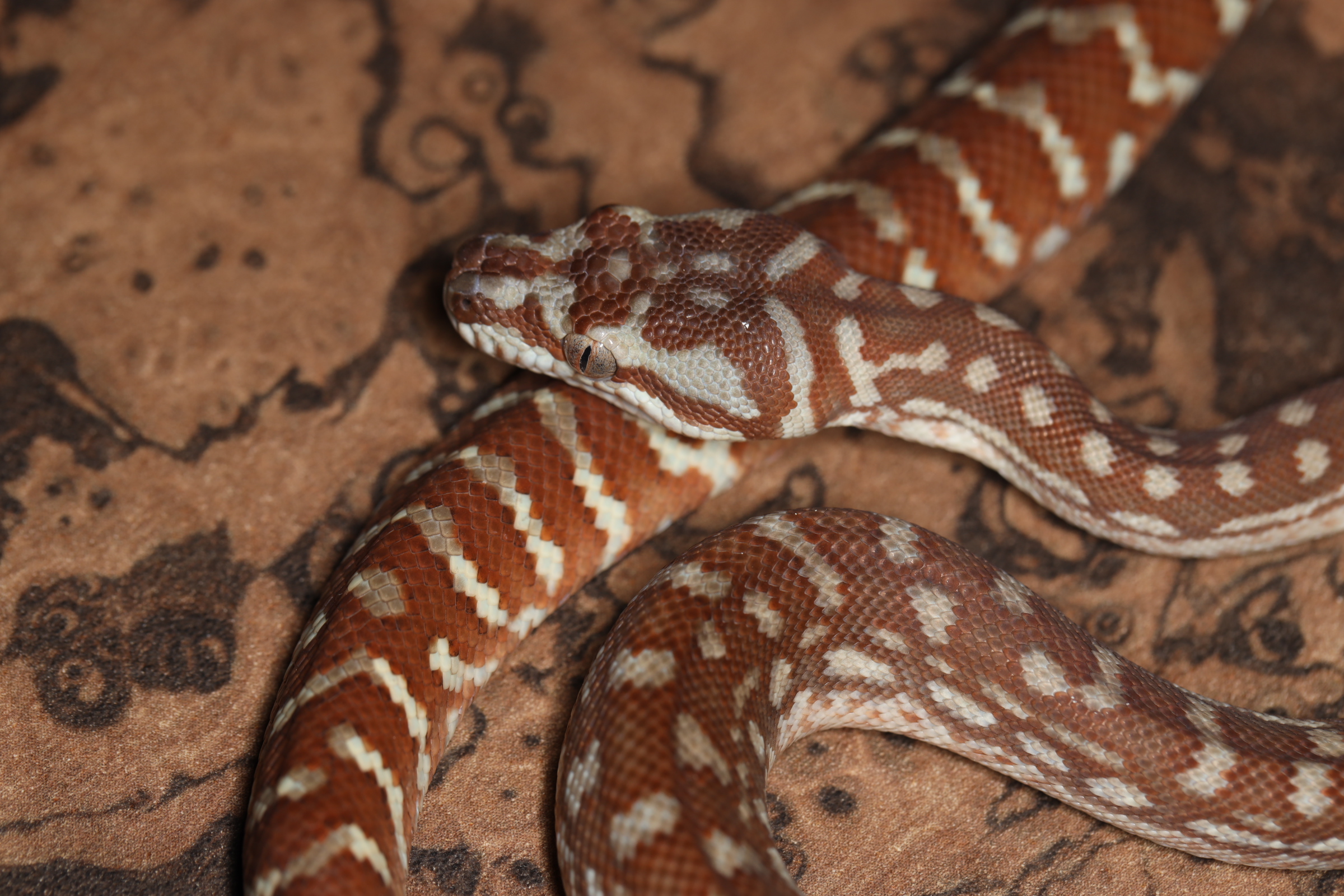 セントラルパイソン ハイポ