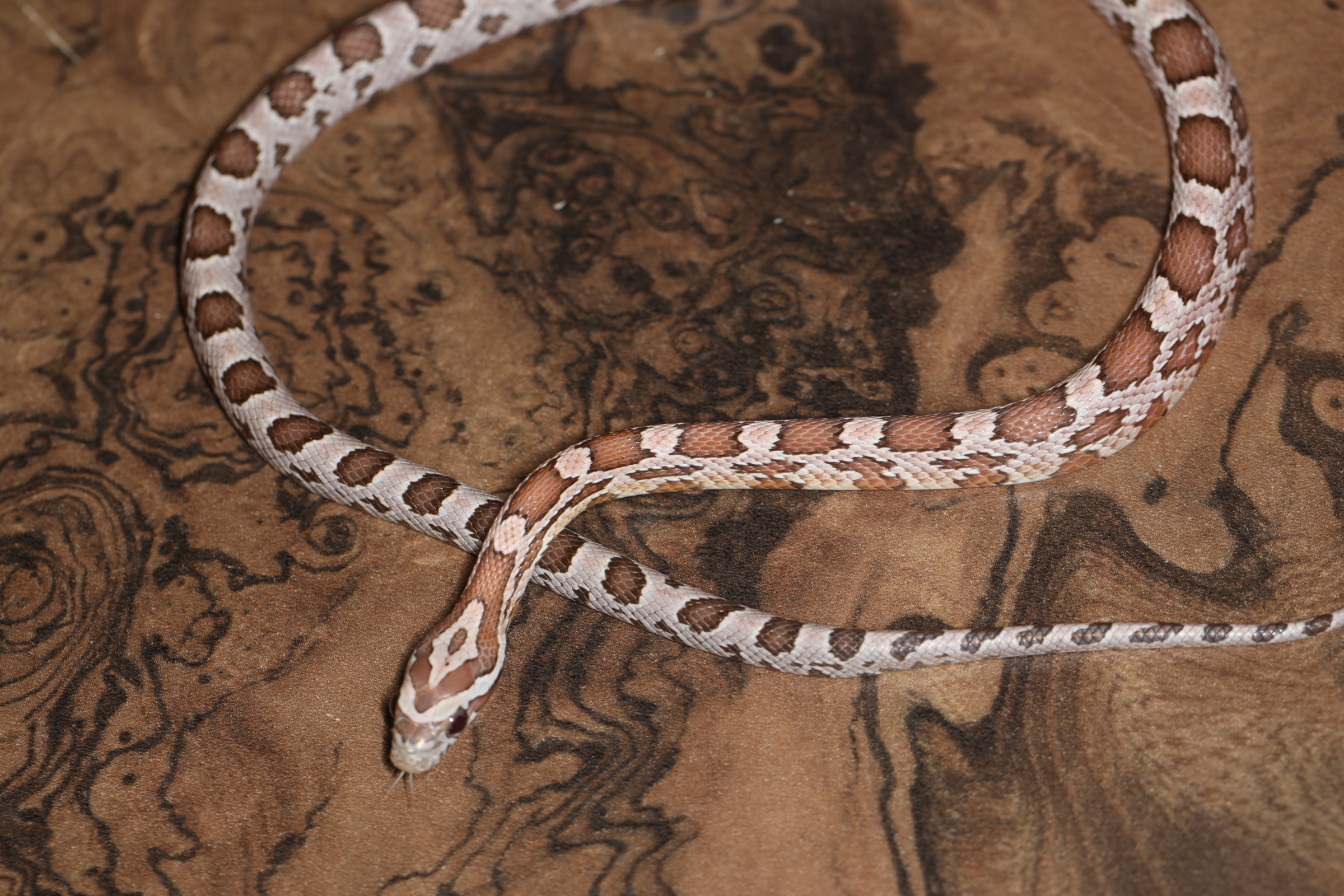 コーンスネーク ゴーストpossスカーレット