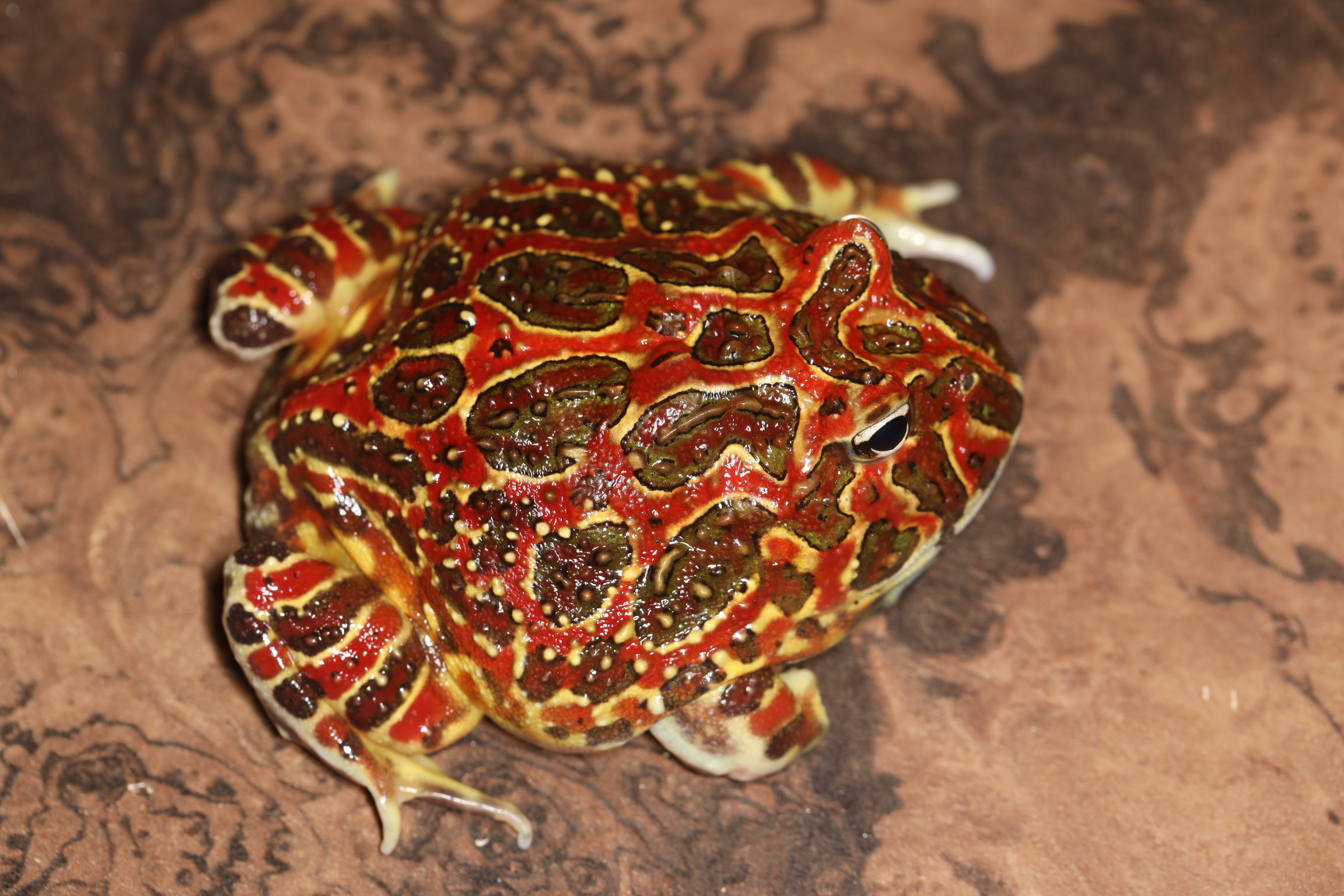 ベルツノガエル スーパーレッド