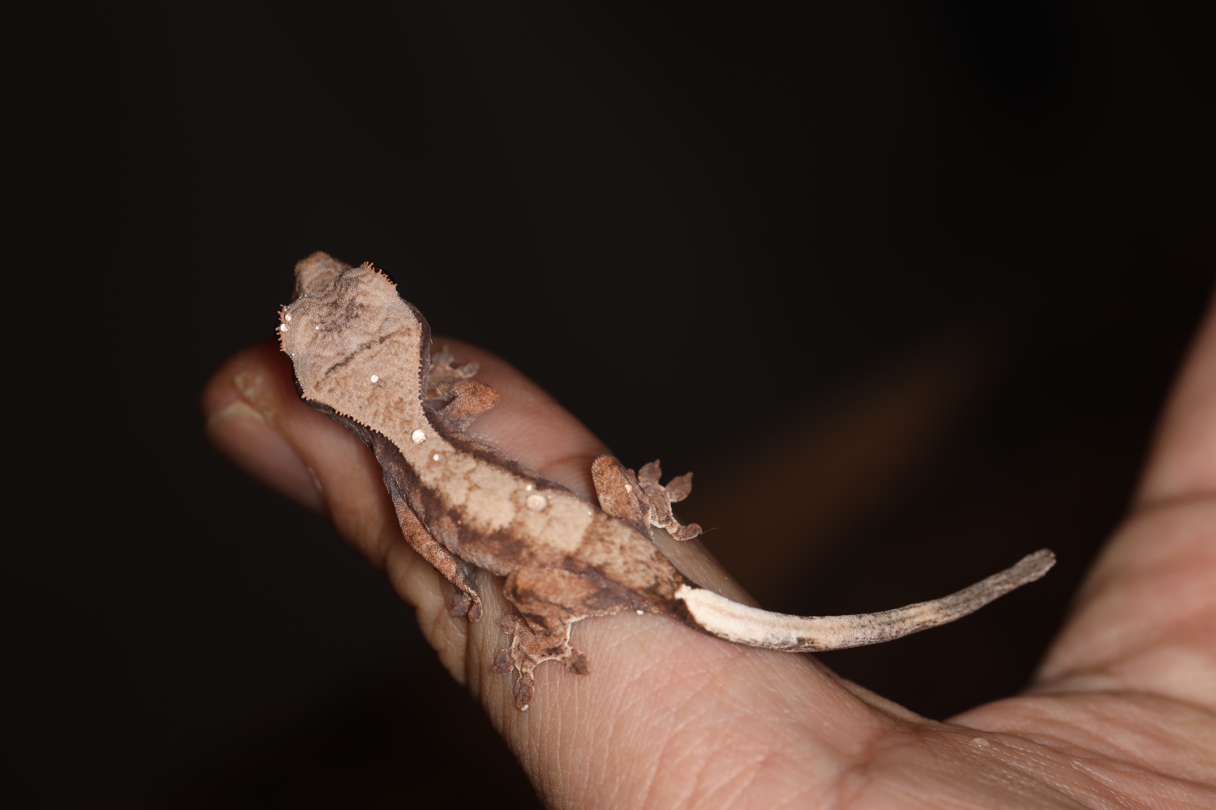 クレステッドゲッコー カプチーノ or セーブル 【特価】