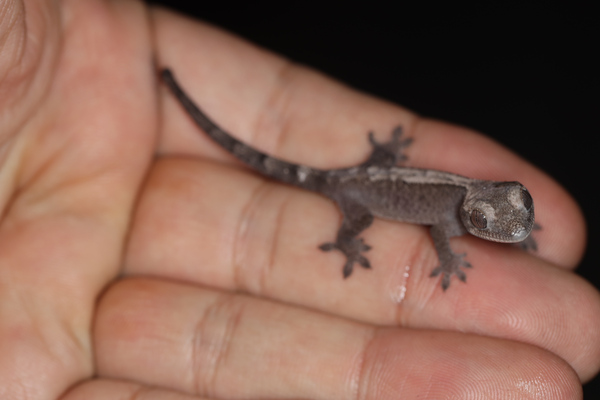 クレステッドゲッコー ルアック 【特価】