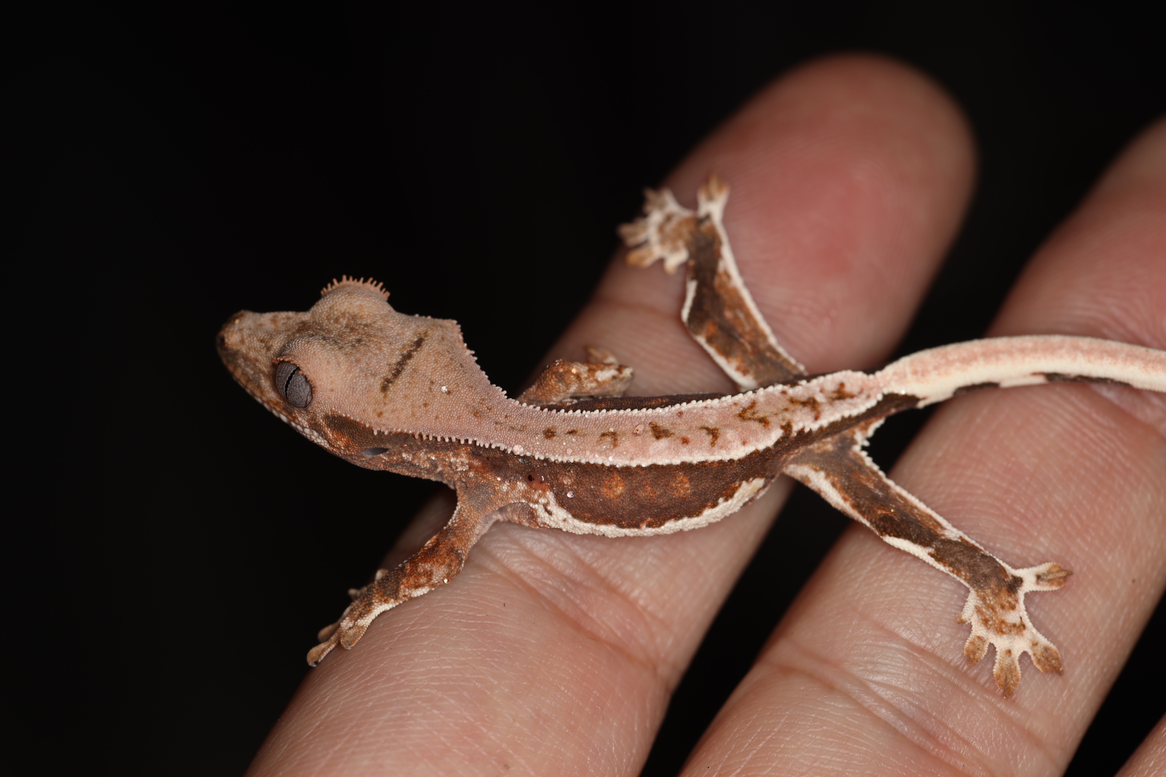 クレステッドゲッコー リリーホワイト 【特価】