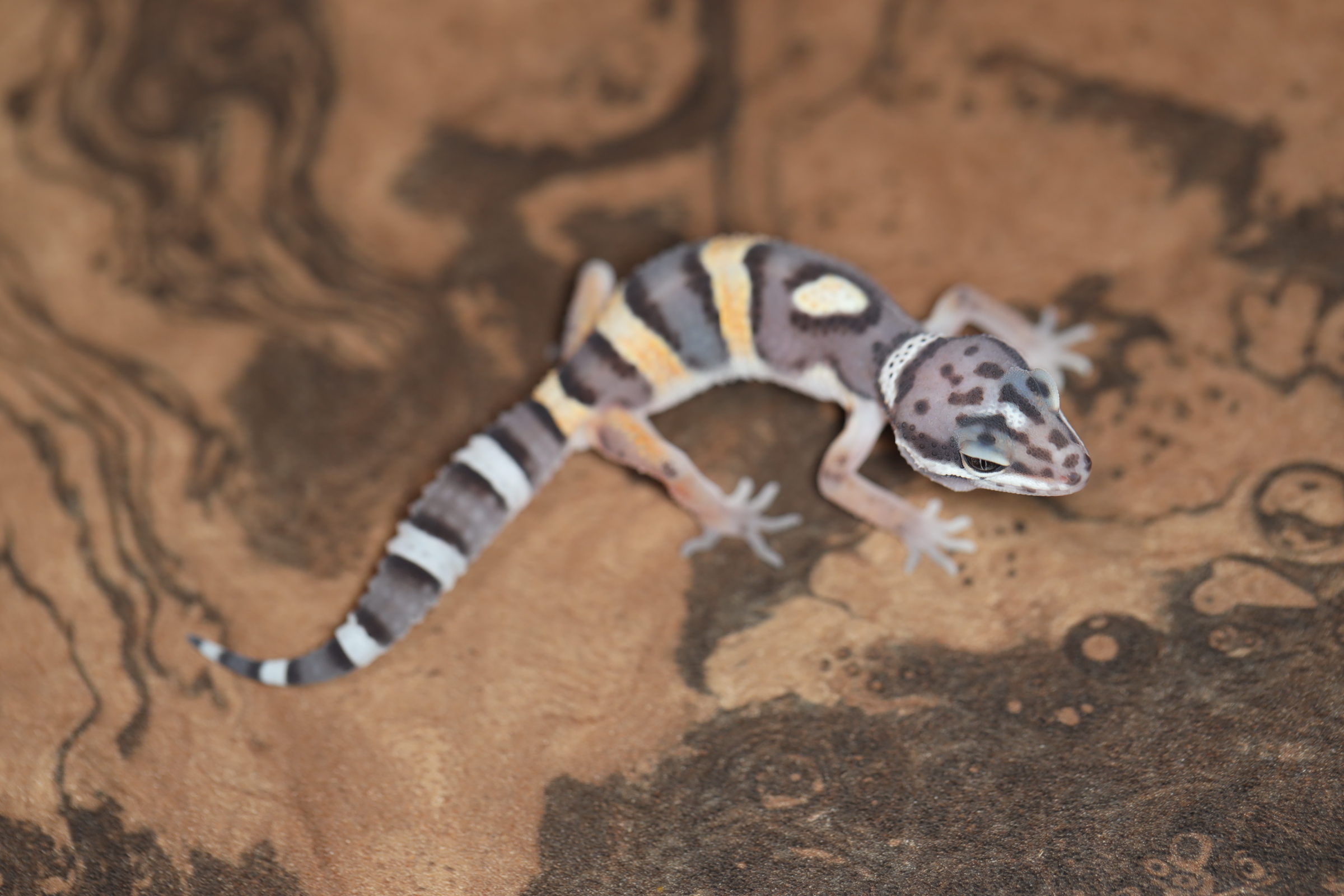 ヒョウモントカゲモドキ メラニスティックタンジェリン