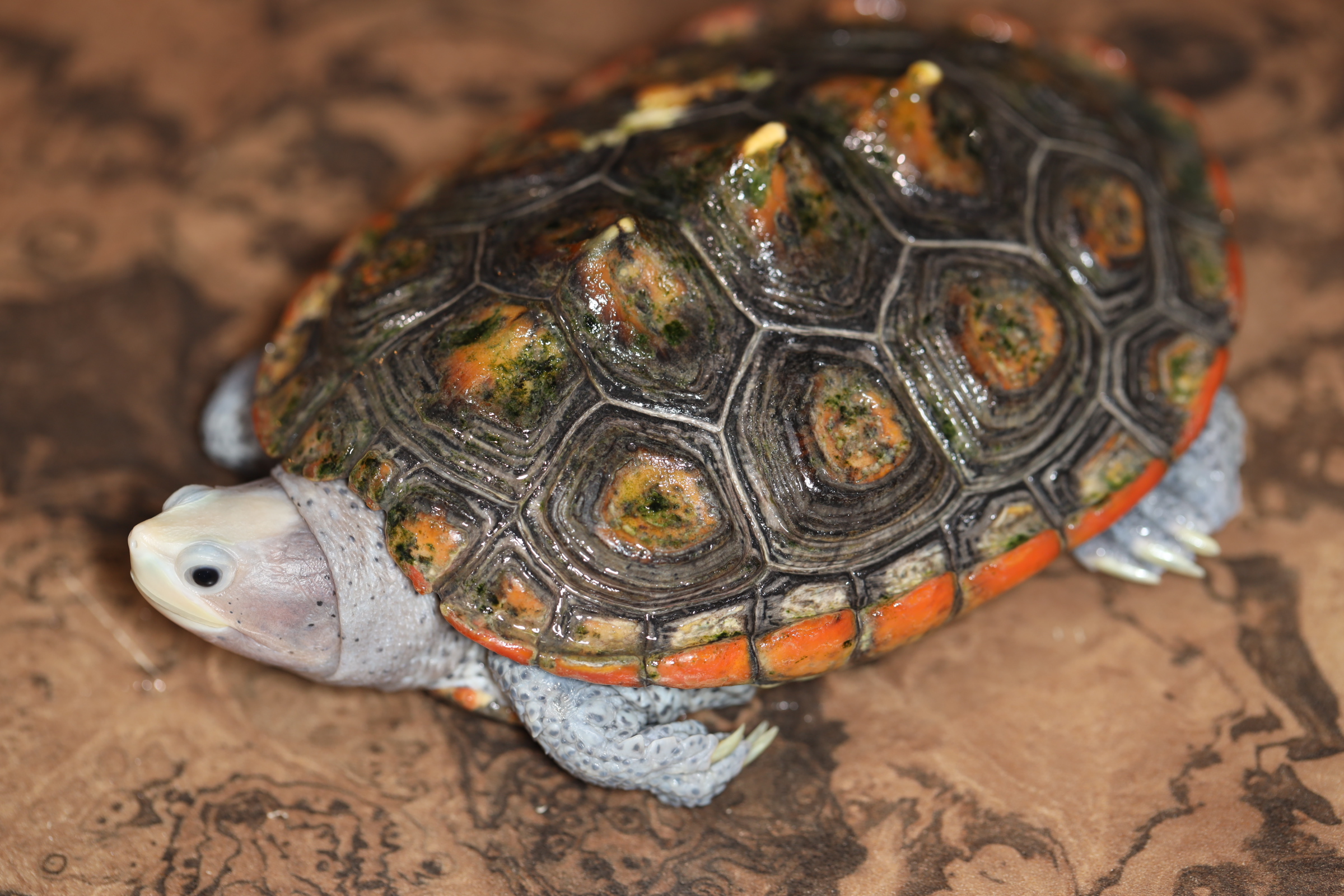 オルナータダイヤモンドバックテラピン