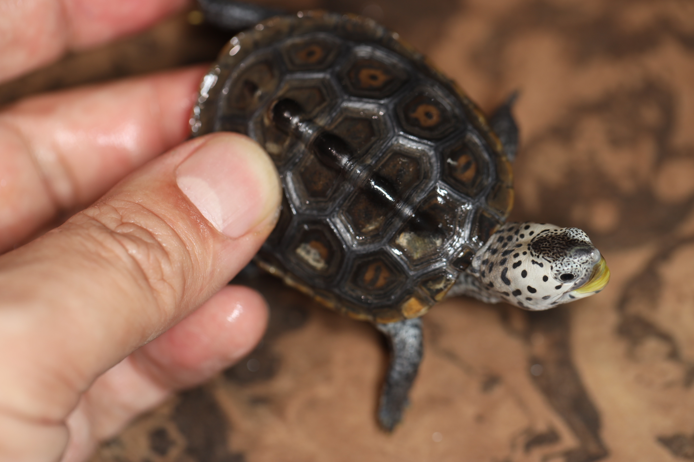 テキサスダイヤモンドバックテラピン