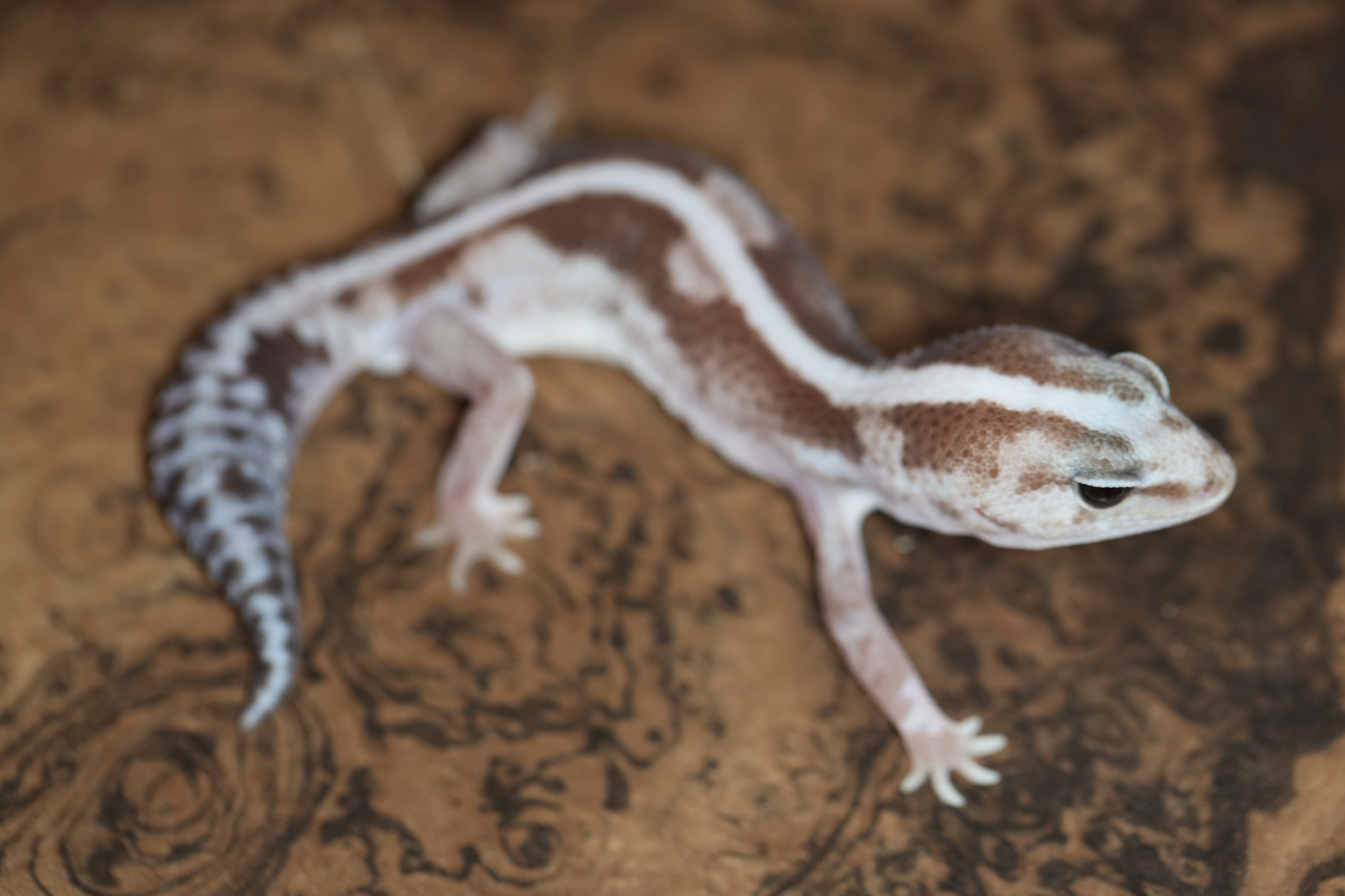 ニシアフリカトカゲモドキ ゼロズールーオレオ