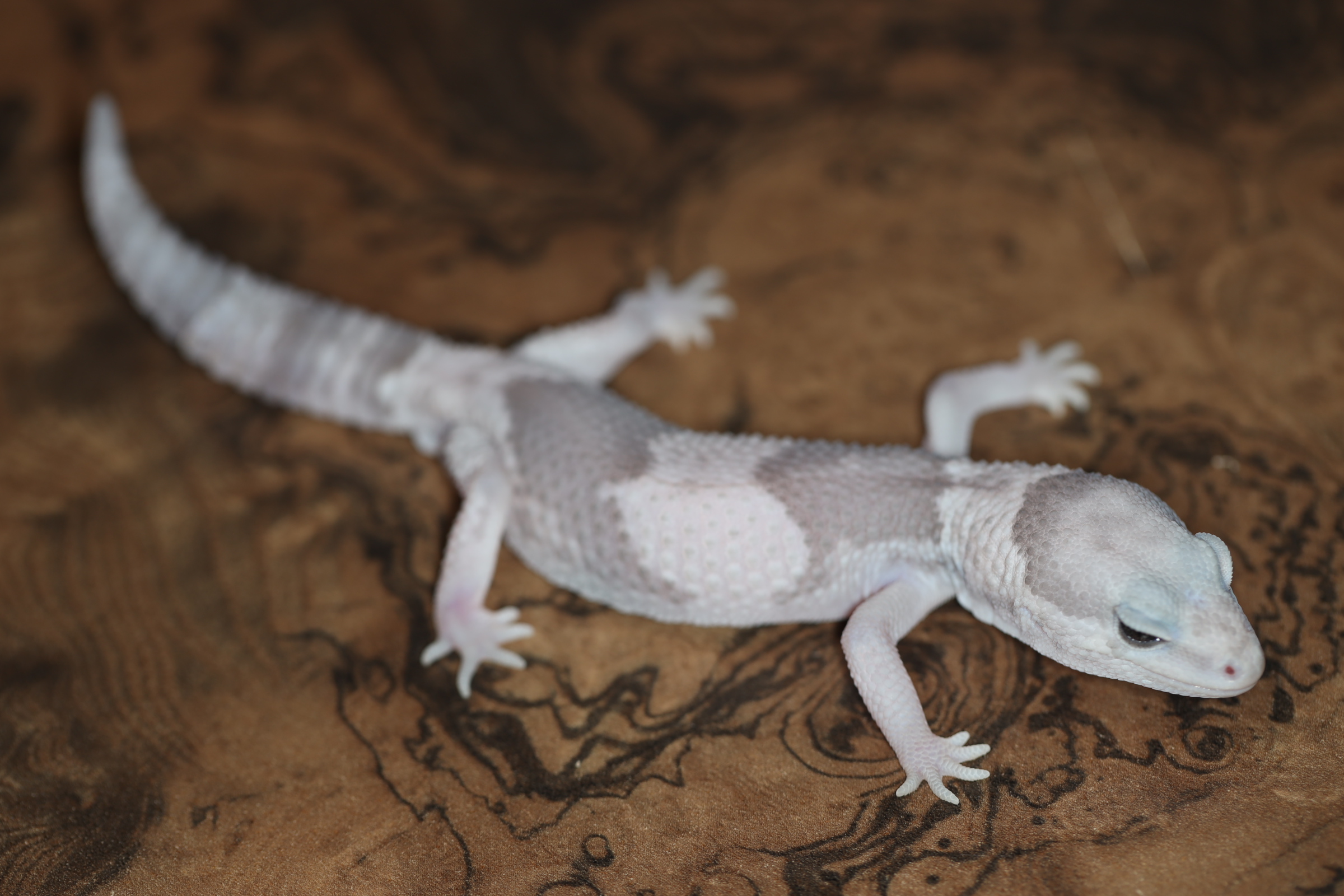 ニシアフリカトカゲモドキ ゴーストオレオhetズールー