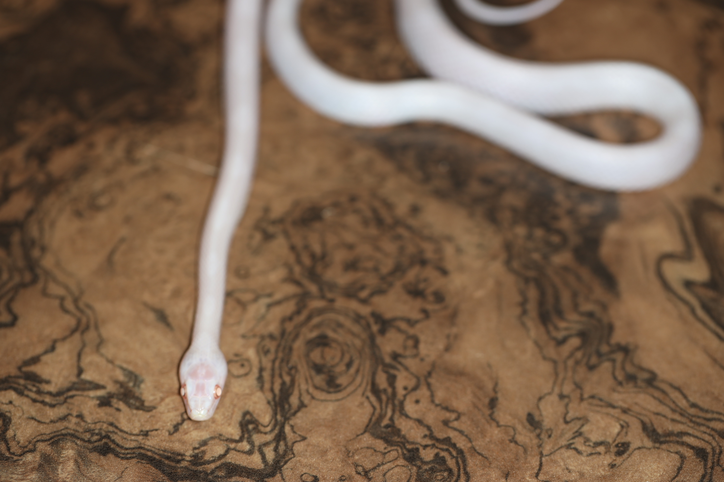 コーンスネーク ブリザード