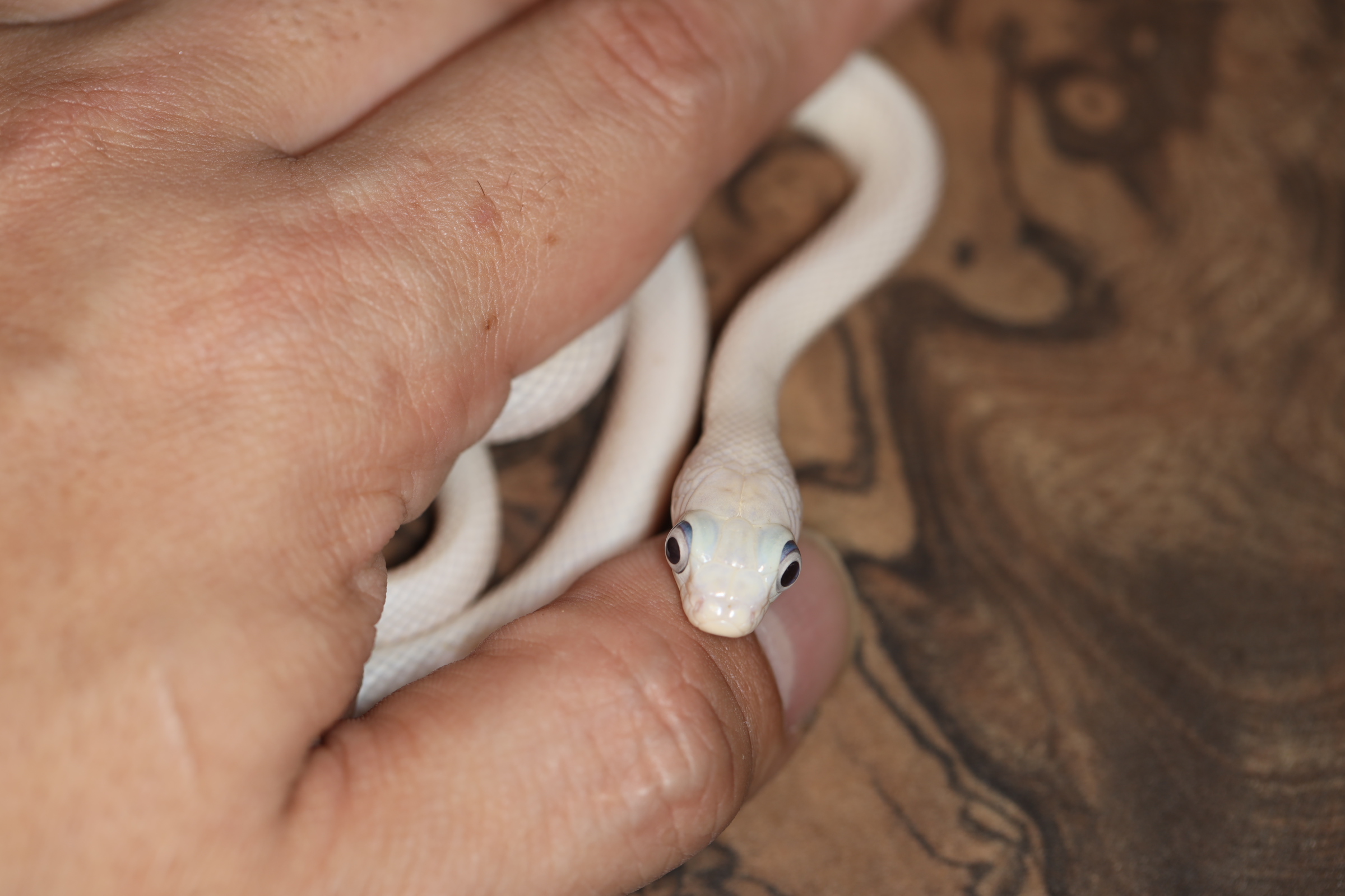 リューシスティックテキサスラットスネーク