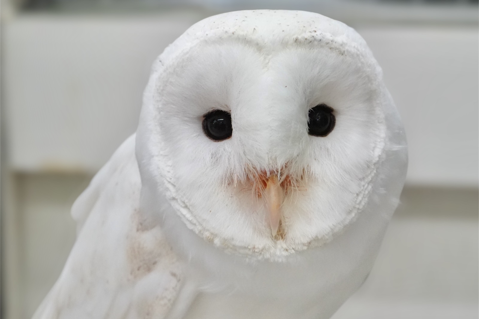 スーパーホワイトメンフクロウ