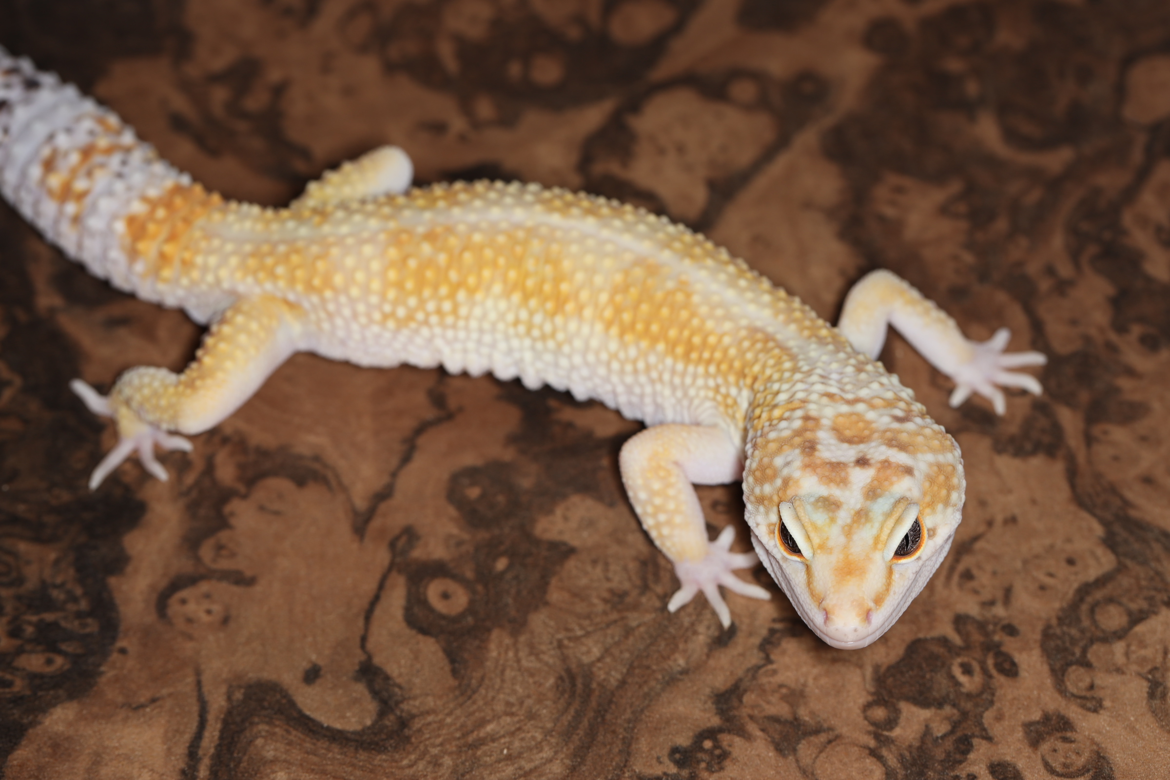 ヒョウモントカゲモドキ ハイポ