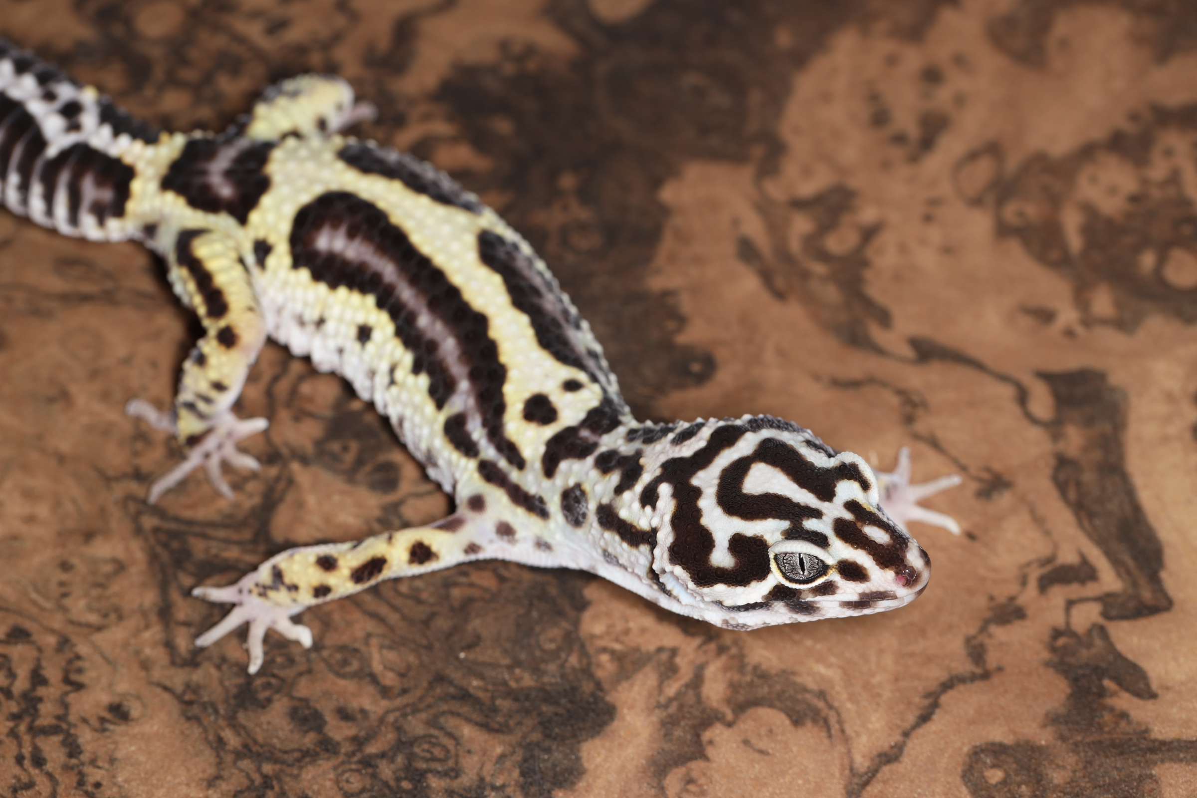 ヒョウモントカゲモドキ マックスノーボールド