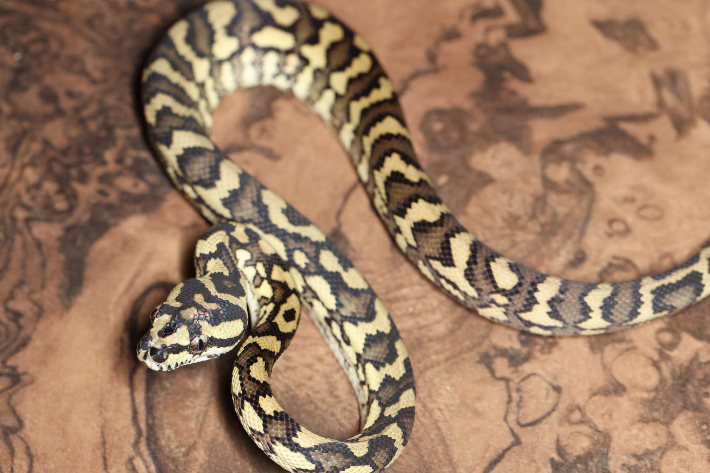 ダーウィンカーペットパイソン