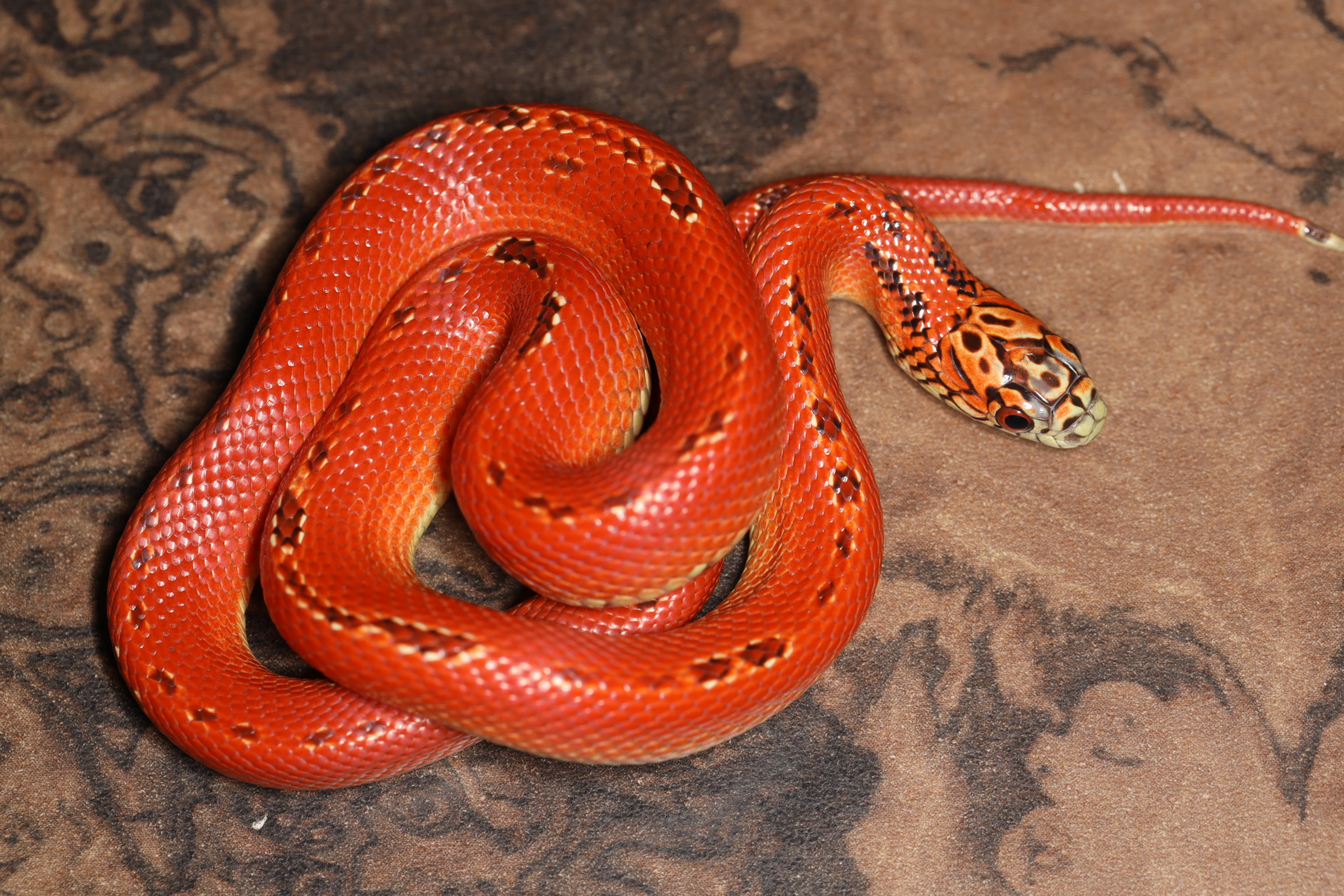 ブルックスキングスネーク ウルトラモザイク