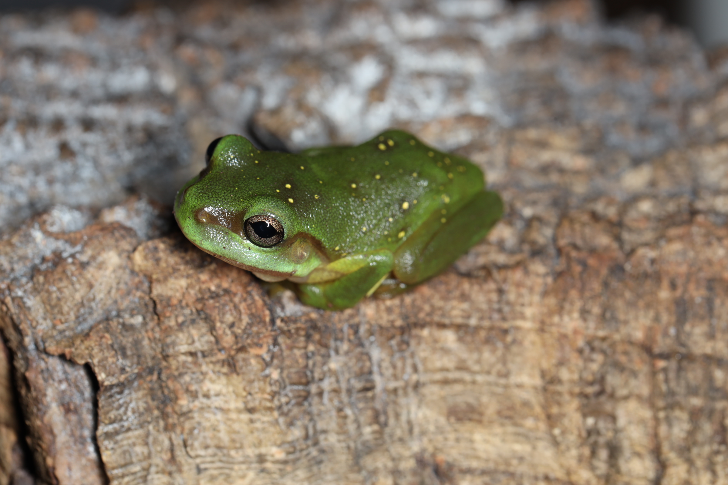 ズキンアメガエル