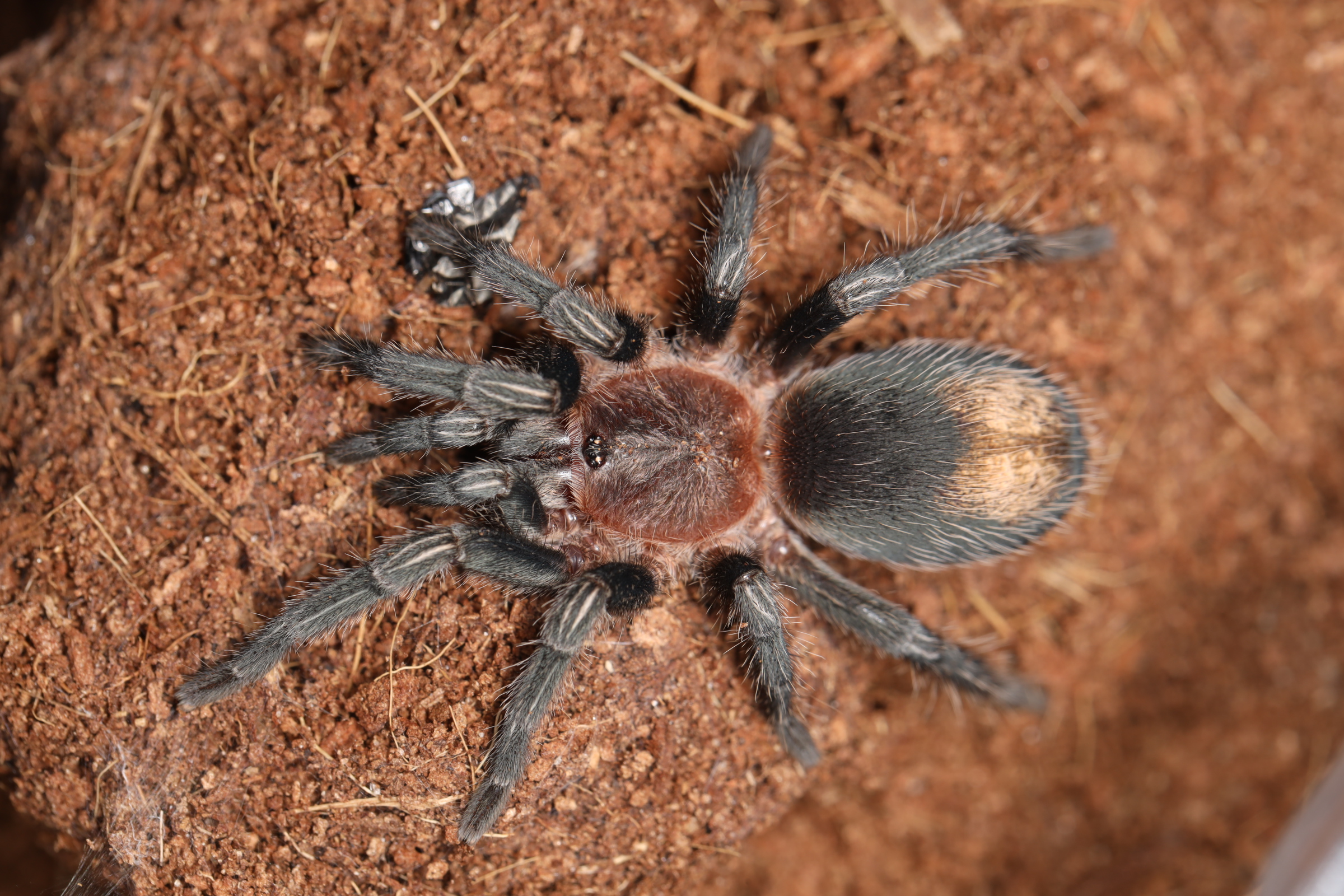 コバルトレッドランプ