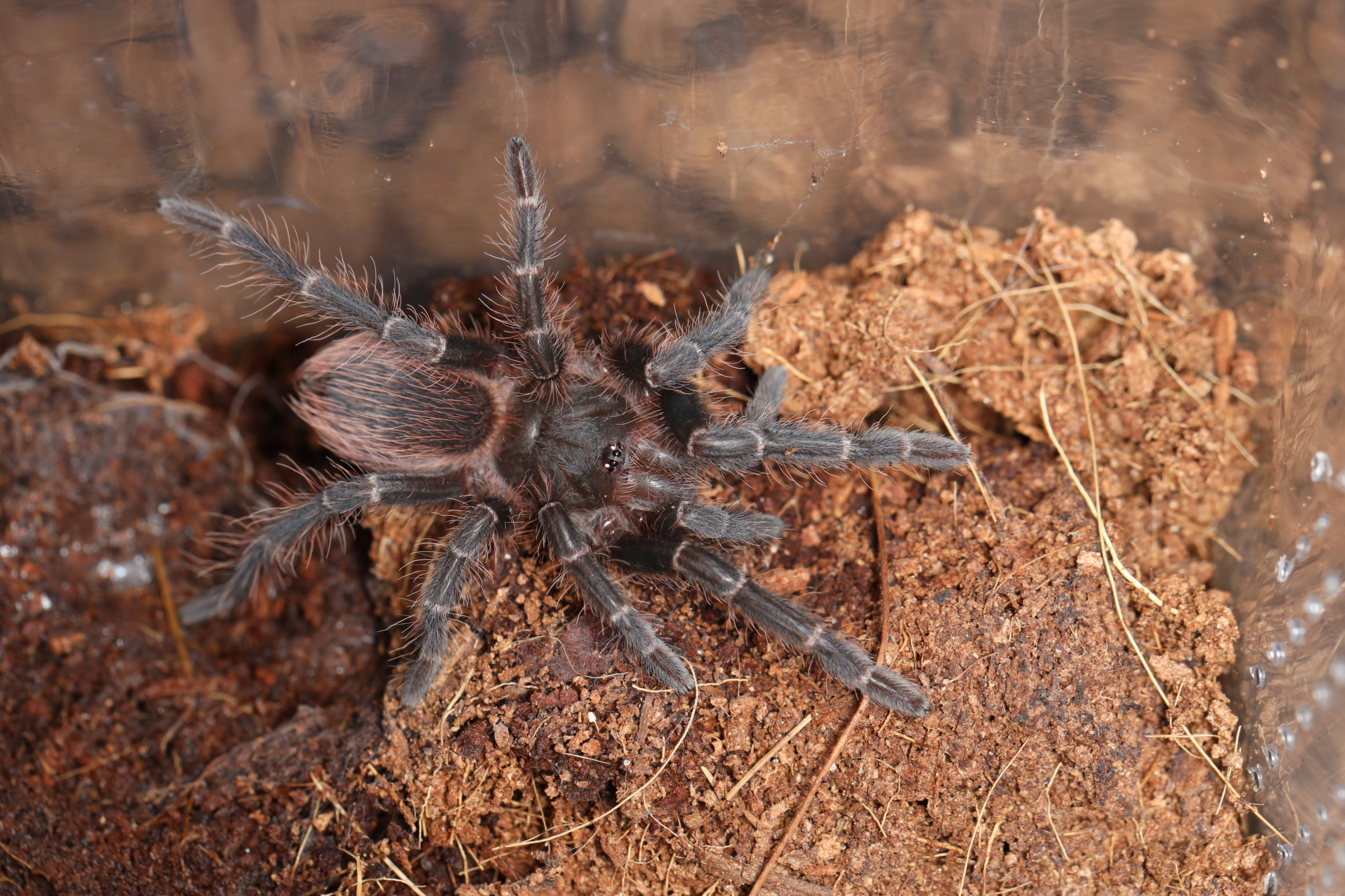 ボリビアンサーモンピンク