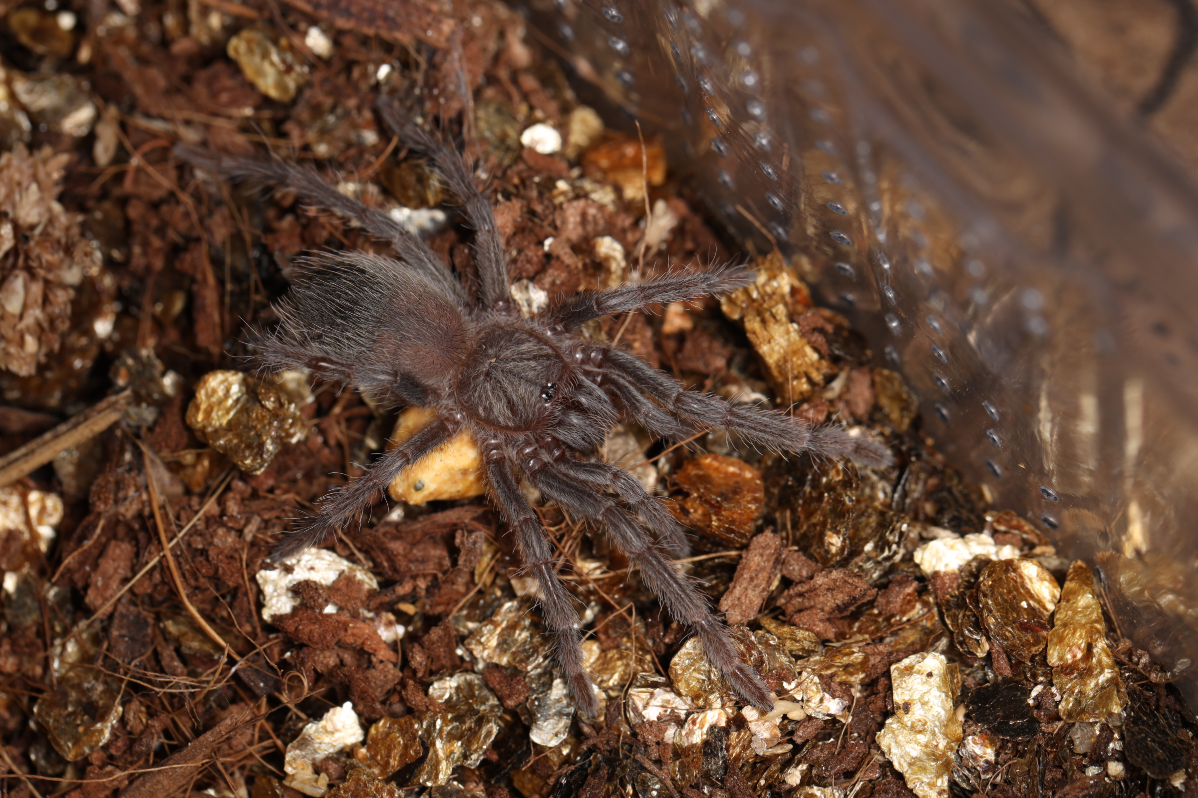 ペルビアンブロンド