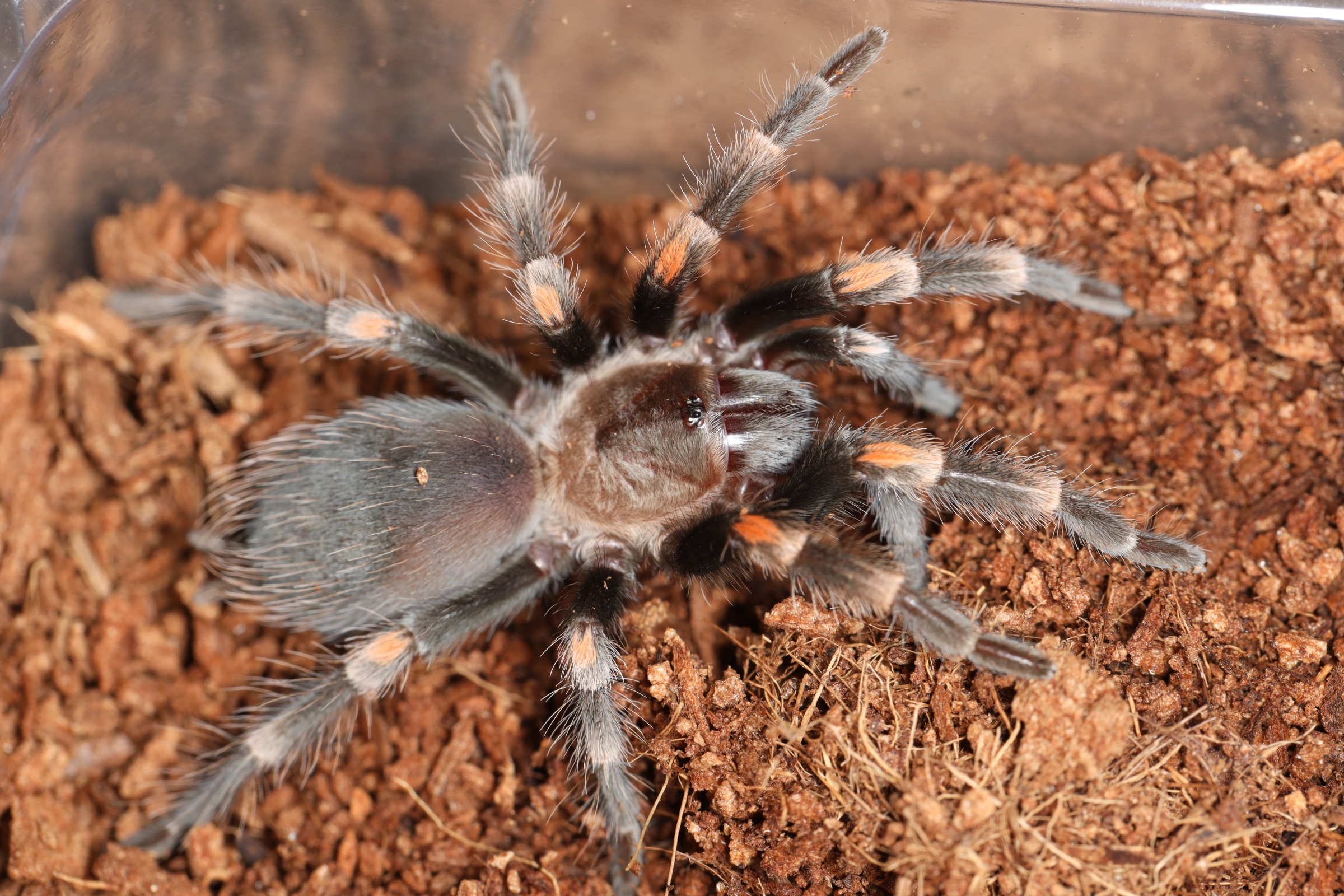 メキシカンフレームニー