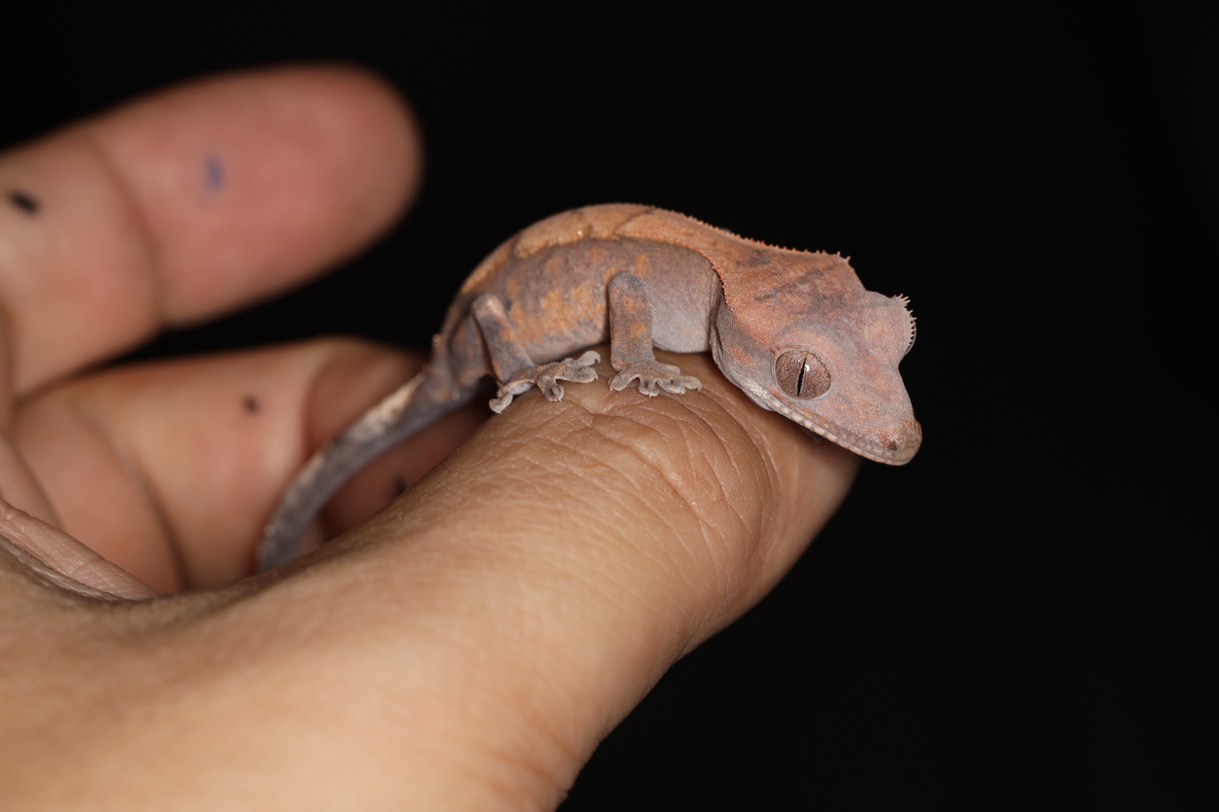 クレステッドゲッコー セーブル