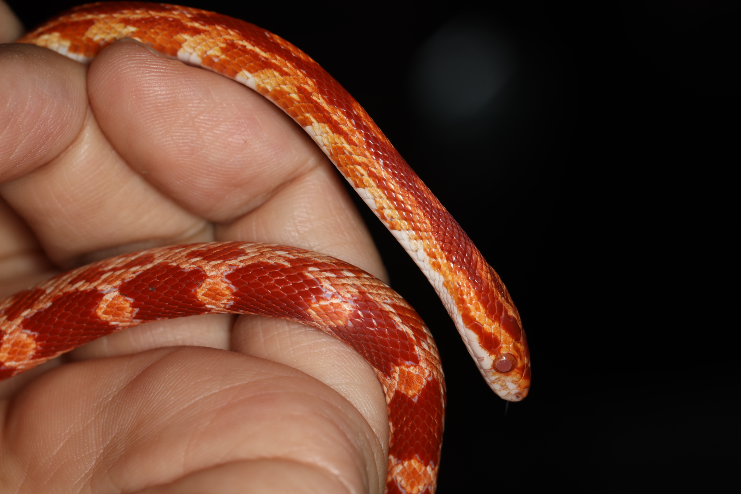 コーンスネーク アメラニスティック [特価]