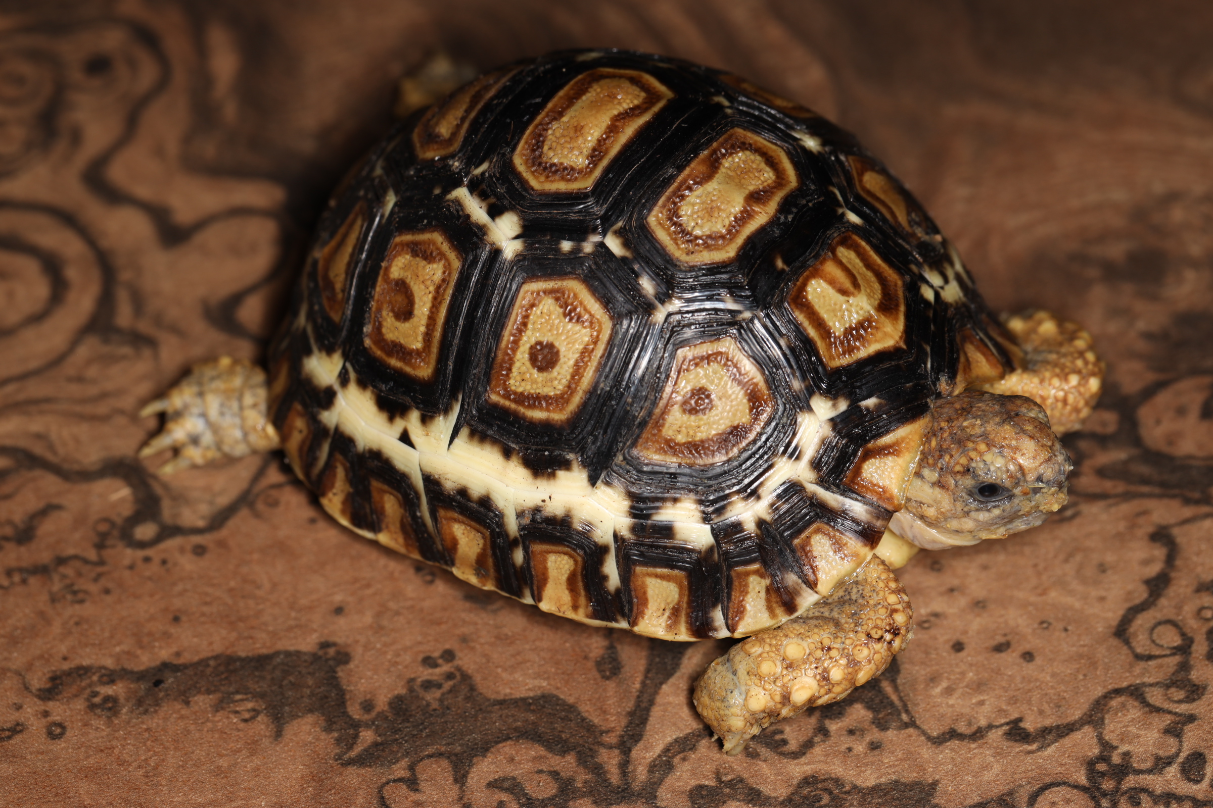 ヒョウモンリクガメ