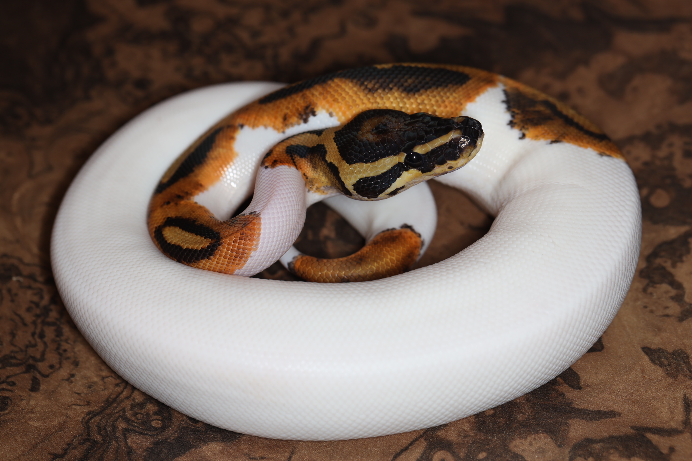 ボールパイソン パイボールド