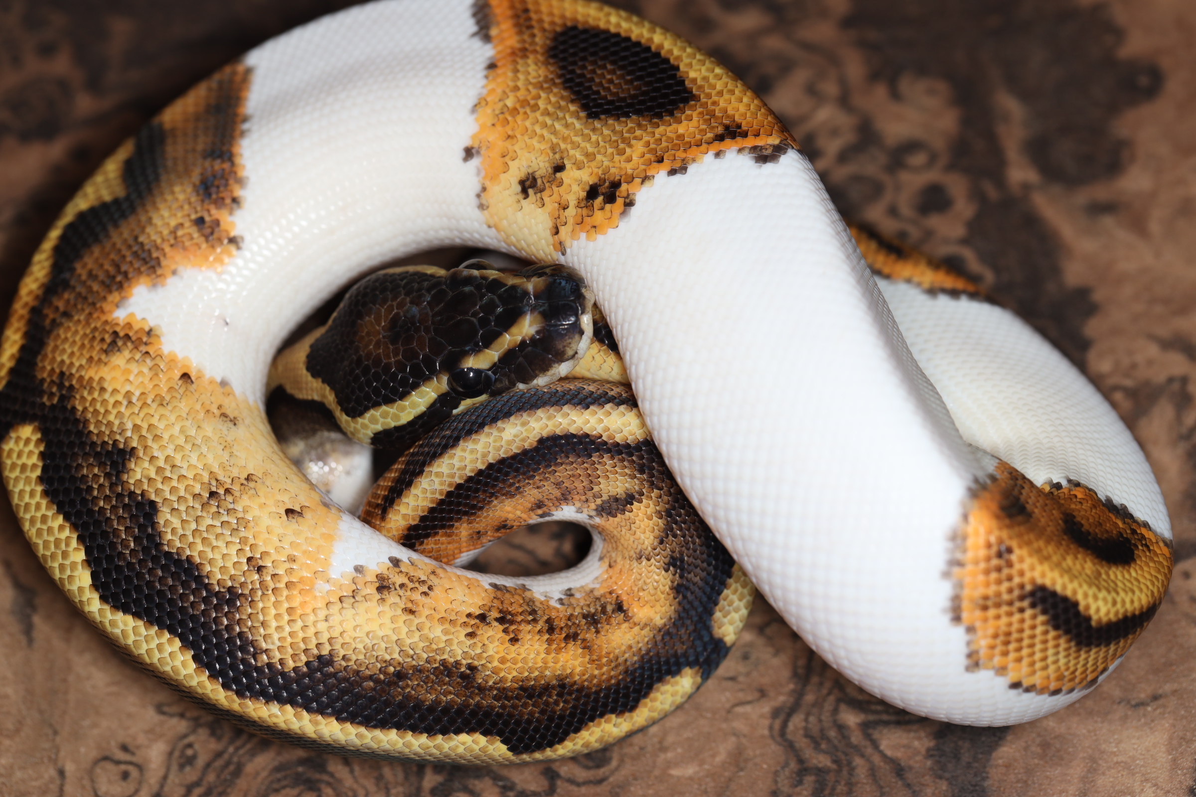 ボールパイソン パイボールド