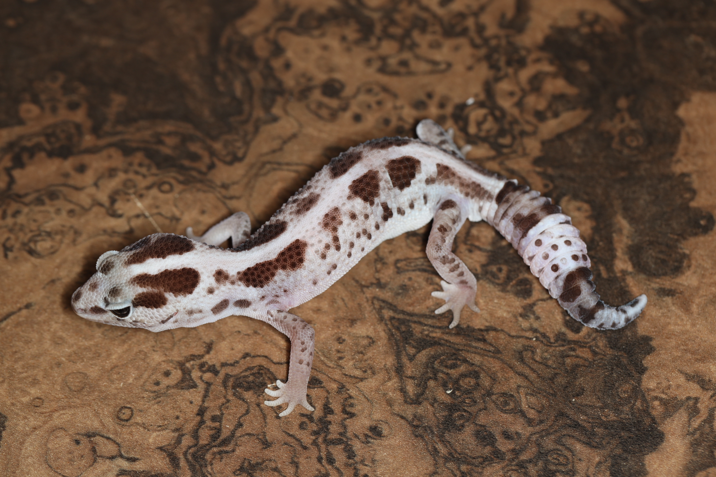 ニシアフリカトカゲモドキ ホワイトアウト (66possOZP)