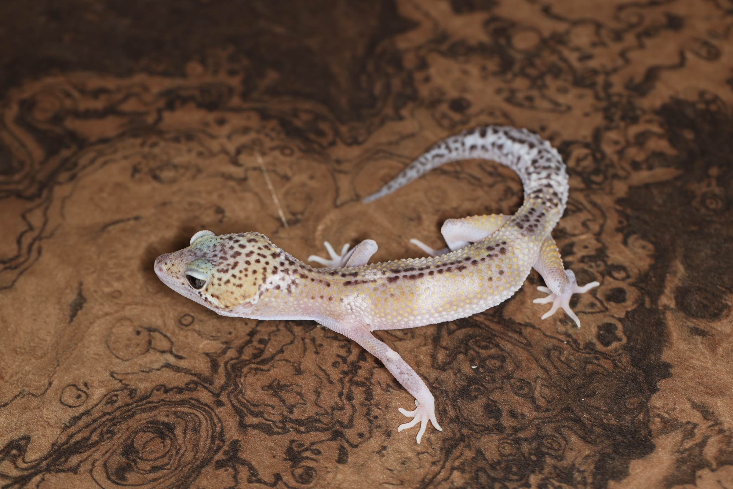 ヒョウモントカゲモドキ スノーエクリプスメラニスティック