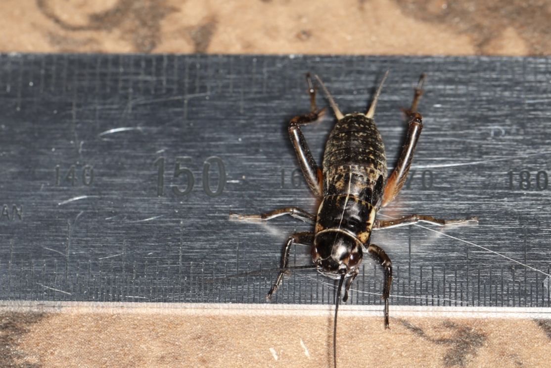 パック フタホシコオロギ MLサイズ 約100匹入り