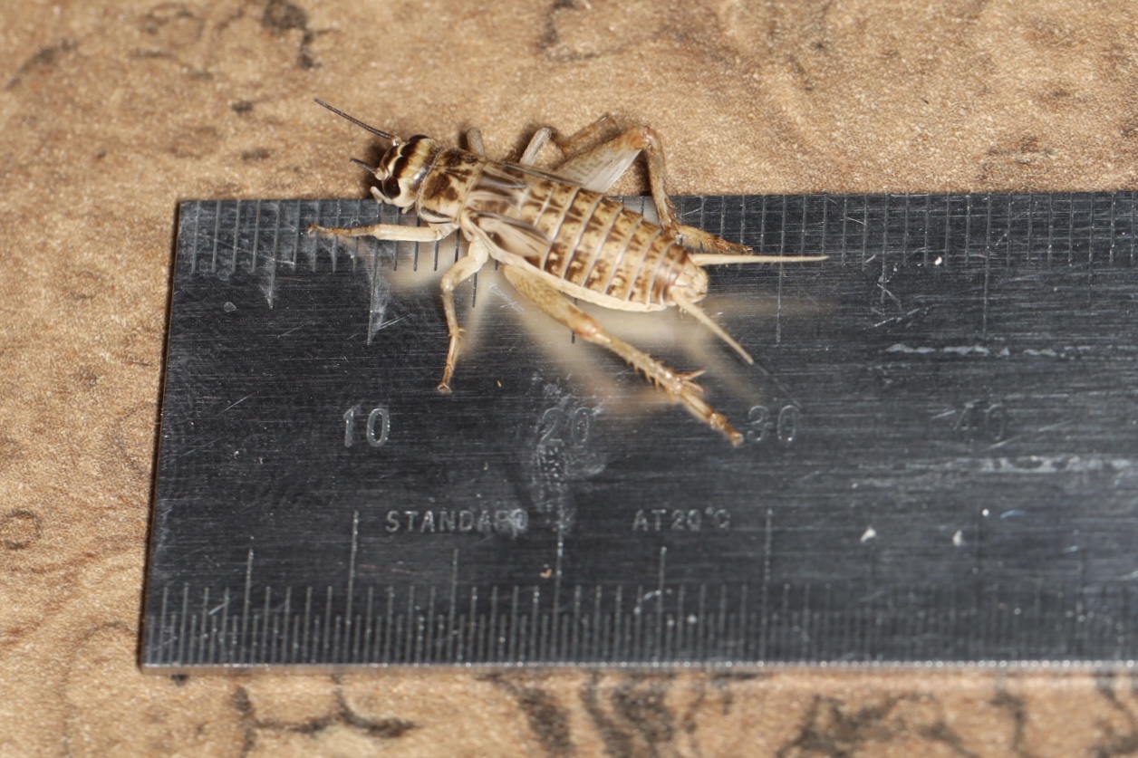 パック イエコオロギ MLサイズ 約100匹入り