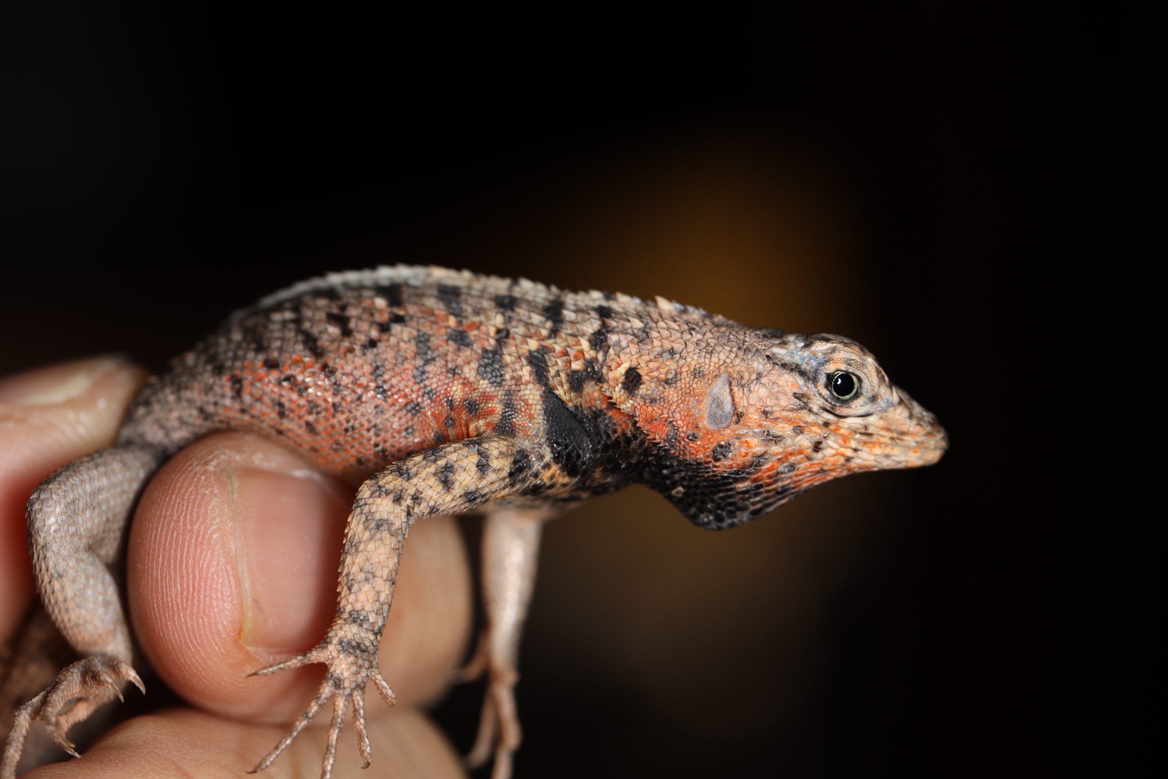 ガラパゴスヨウガントカゲ