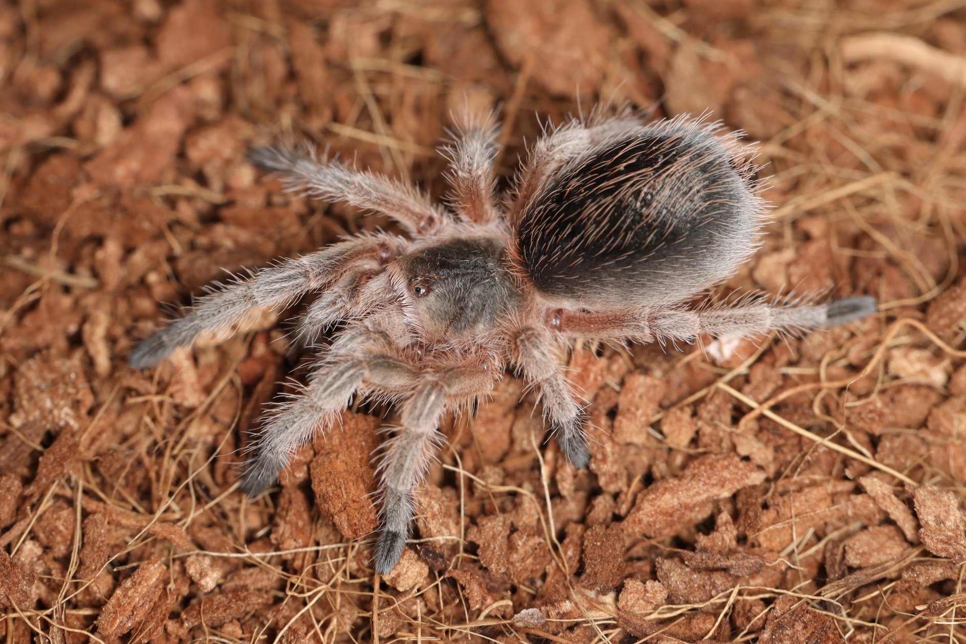 サウザンレッドゼブラローズ